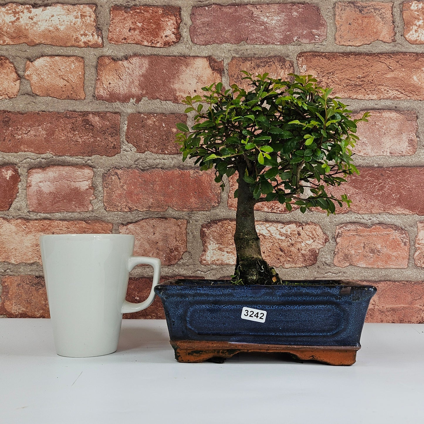 Chinese Elm (Ulmus Parvifolia) Bonsai Tree | Broom | In 20cm Pot