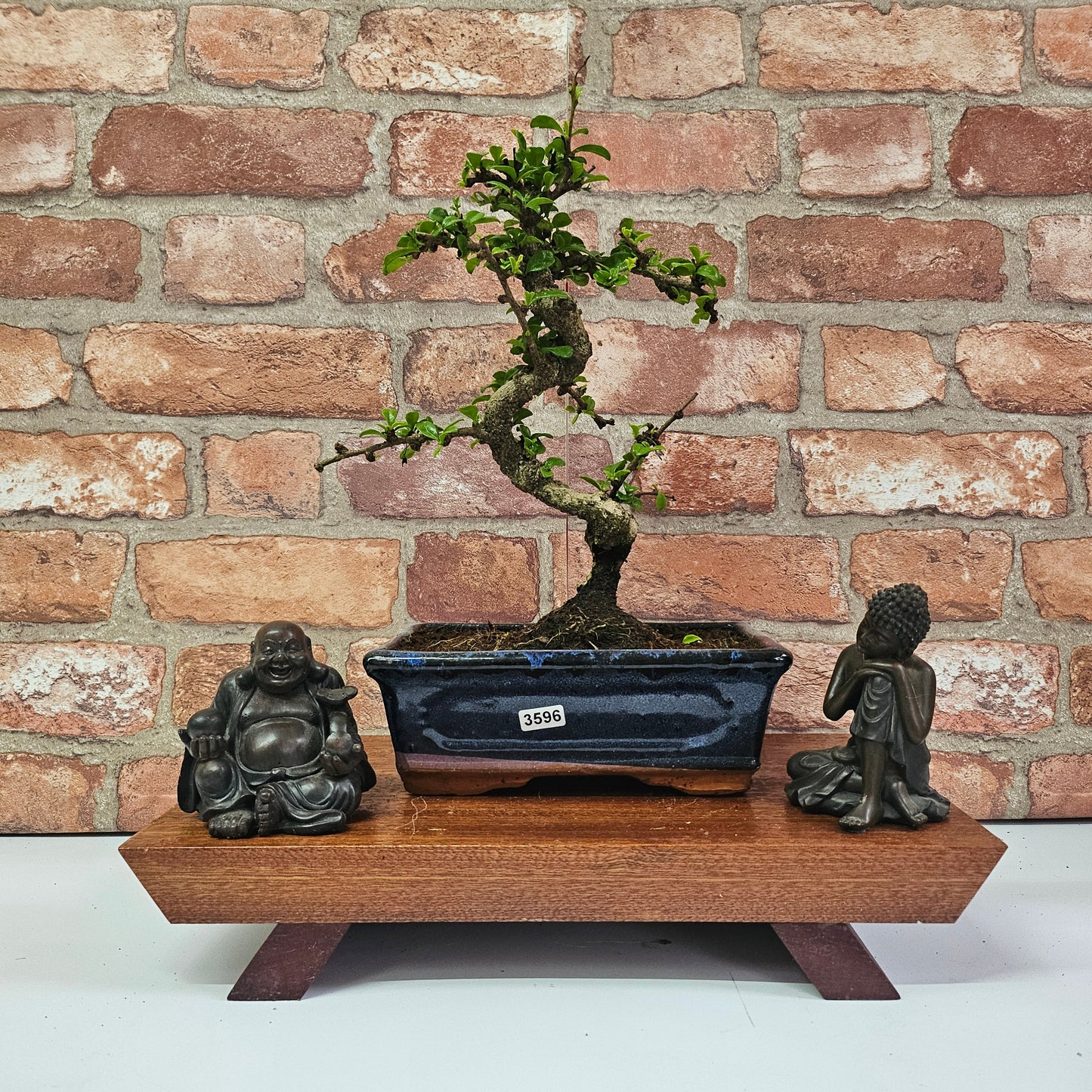 Clearance: Fukien Tea Tree (Carmona Retusa) Bonsai Tree | Shaped | In 15cm Pot