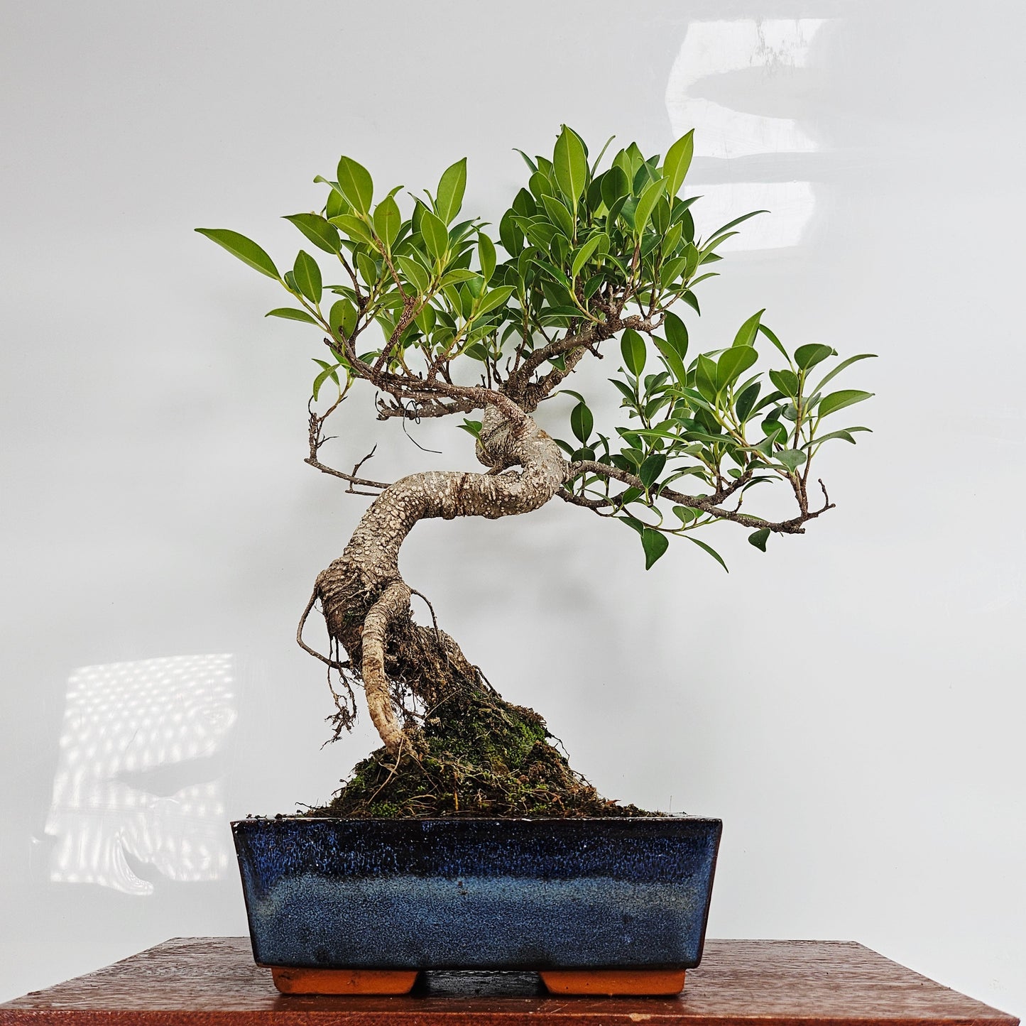 Ficus Microcarpa (Banyan Fig) Indoor Bonsai Tree | Shaped | In 20cm Pot