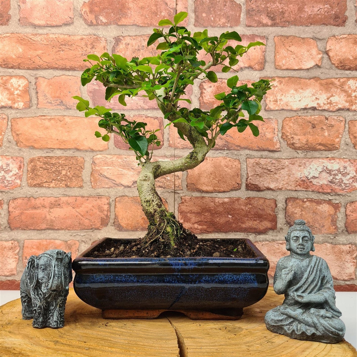 Chinese Privet (Ligustrum Sinense) Bonsai Tree | Shaped | In 20cm Pot