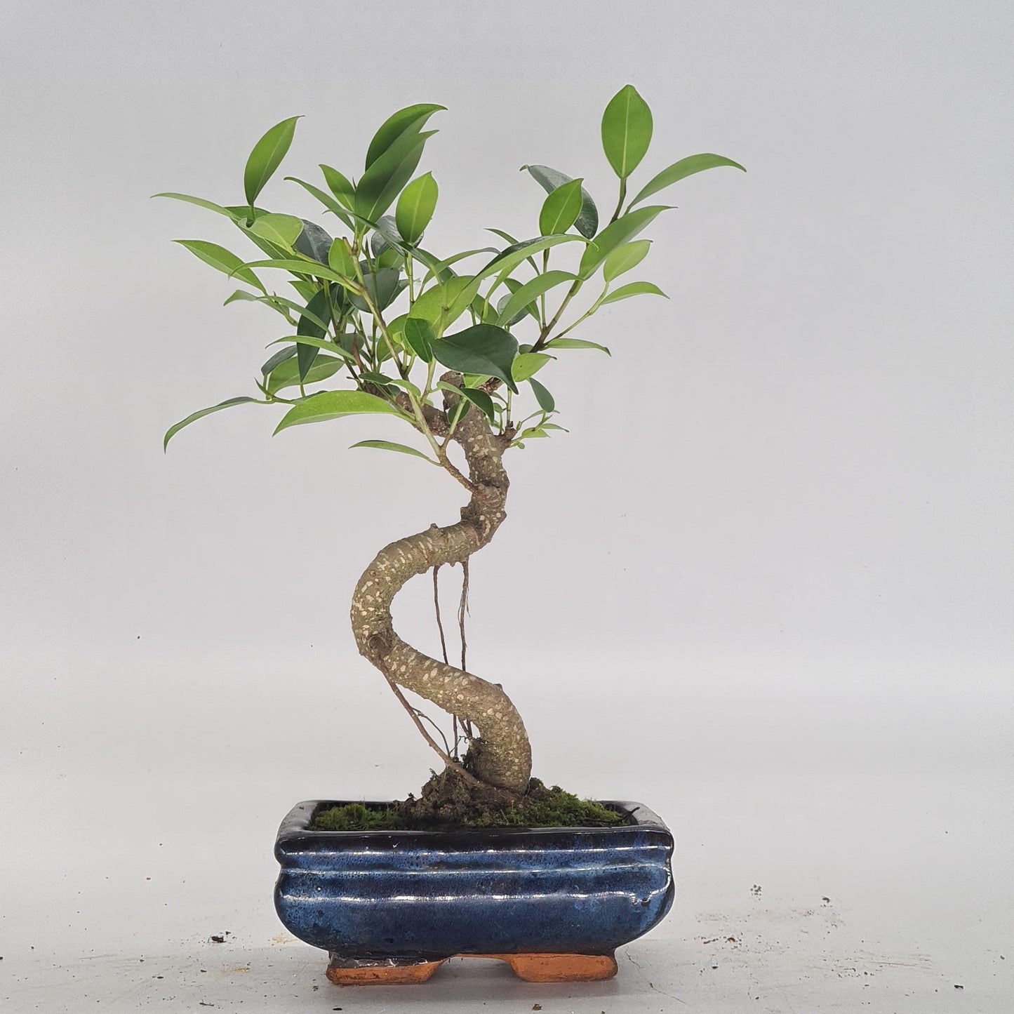 Ficus Microcarpa (Banyan Fig) Indoor Bonsai Tree | Shaped | In 15cm Pot