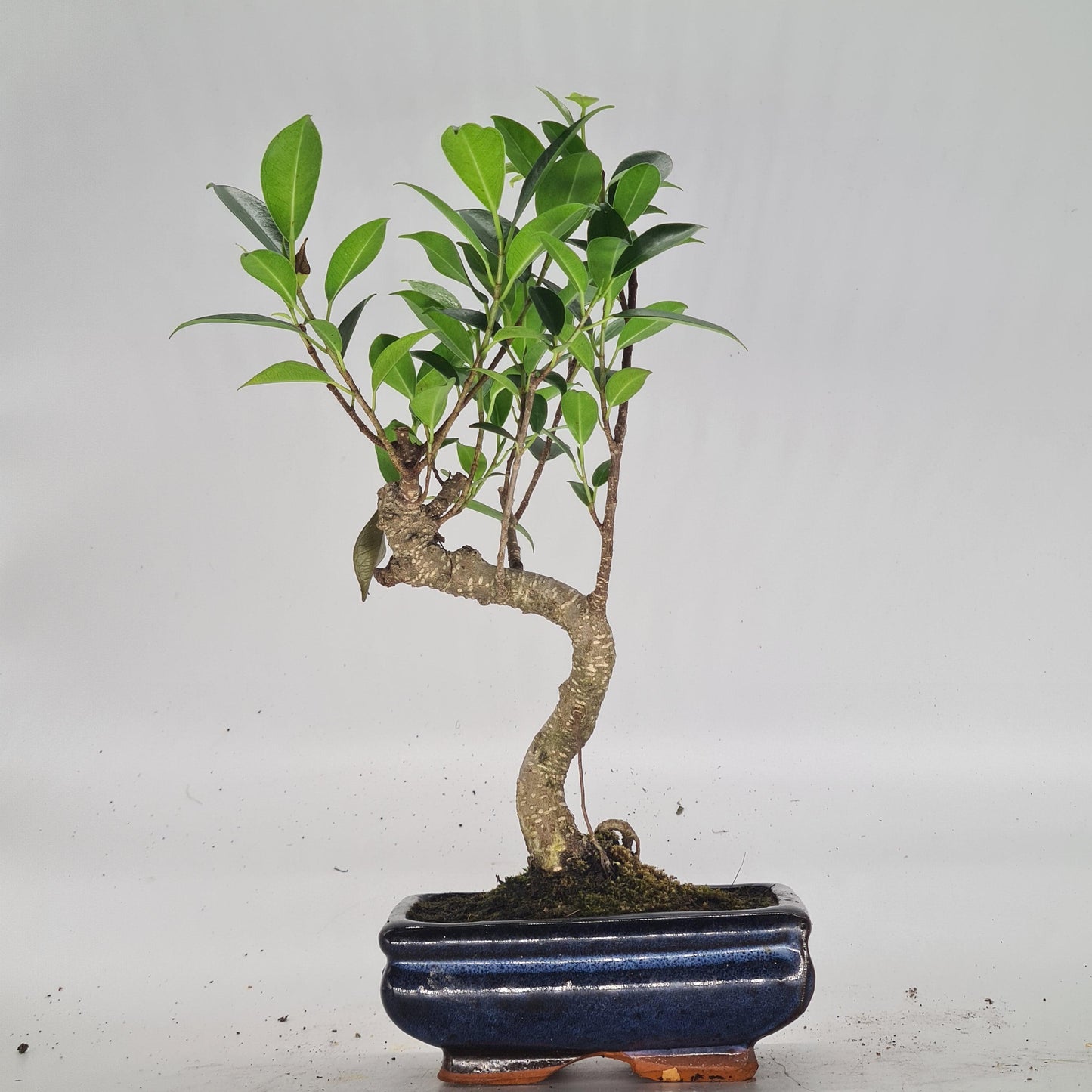 Ficus Microcarpa (Banyan Fig) Indoor Bonsai Tree | Shaped | In 15cm Pot