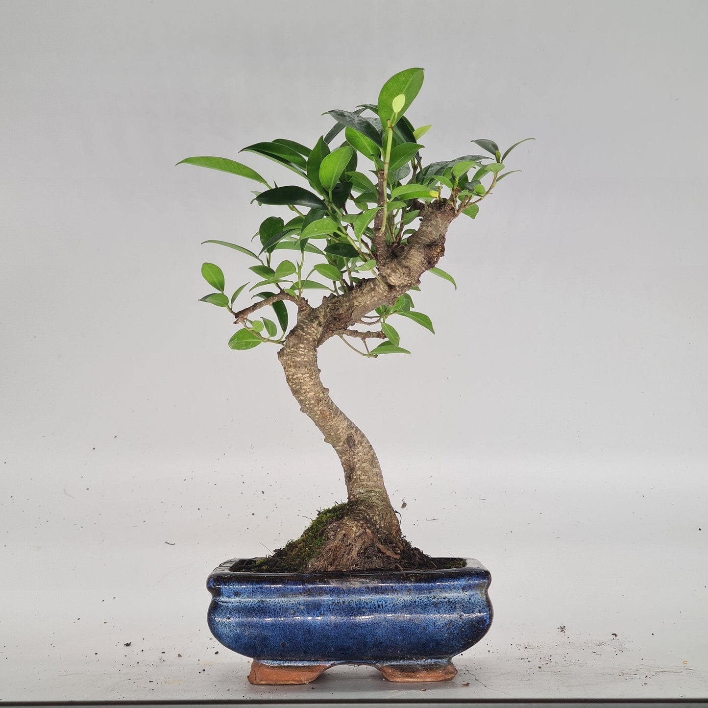 Ficus Microcarpa (Banyan Fig) Indoor Bonsai Tree | Shaped | In 15cm Pot