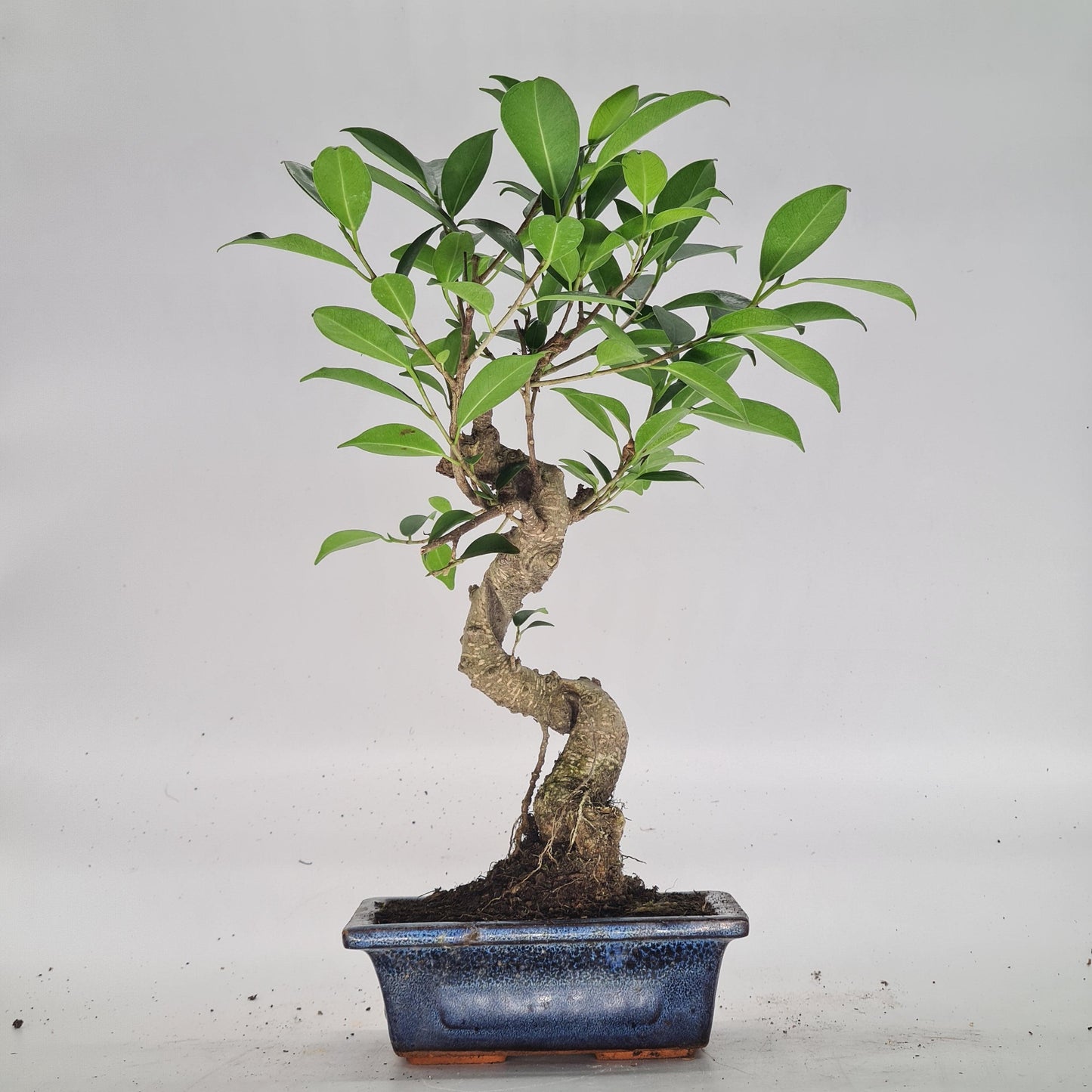 Ficus Microcarpa (Banyan Fig) Indoor Bonsai Tree | Shaped | In 15cm Pot