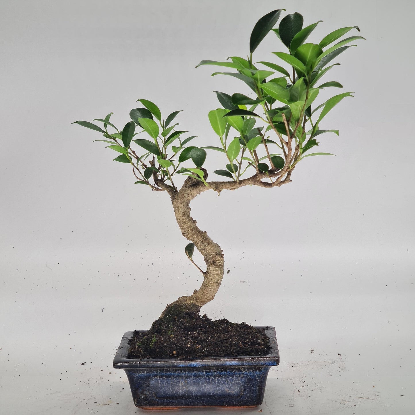 Ficus Microcarpa (Banyan Fig) Indoor Bonsai Tree | Shaped | In 15cm Pot