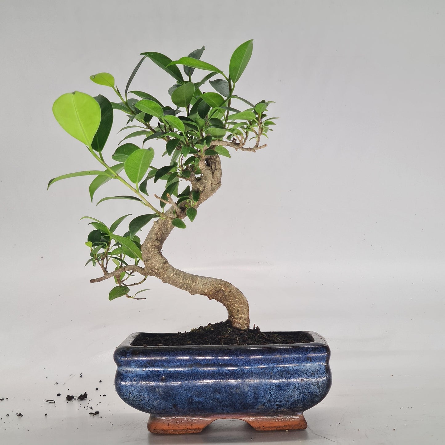 Ficus Microcarpa (Banyan Fig) Indoor Bonsai Tree | Shaped | In 15cm Pot