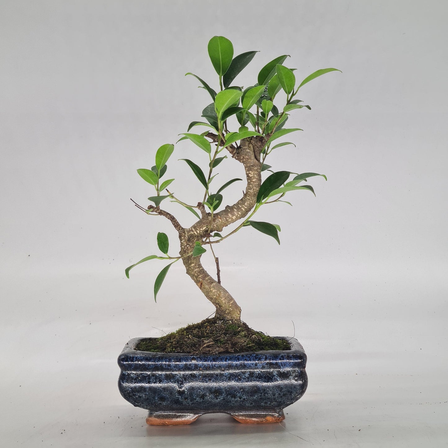 Ficus Microcarpa (Banyan Fig) Indoor Bonsai Tree | Shaped | In 15cm Pot