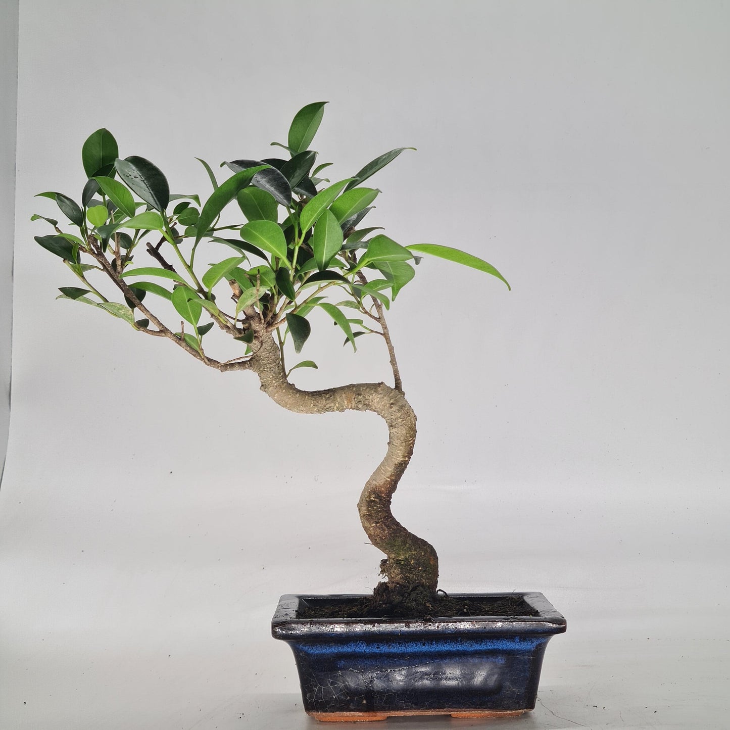 Ficus Microcarpa (Banyan Fig) Indoor Bonsai Tree | Shaped | In 15cm Pot