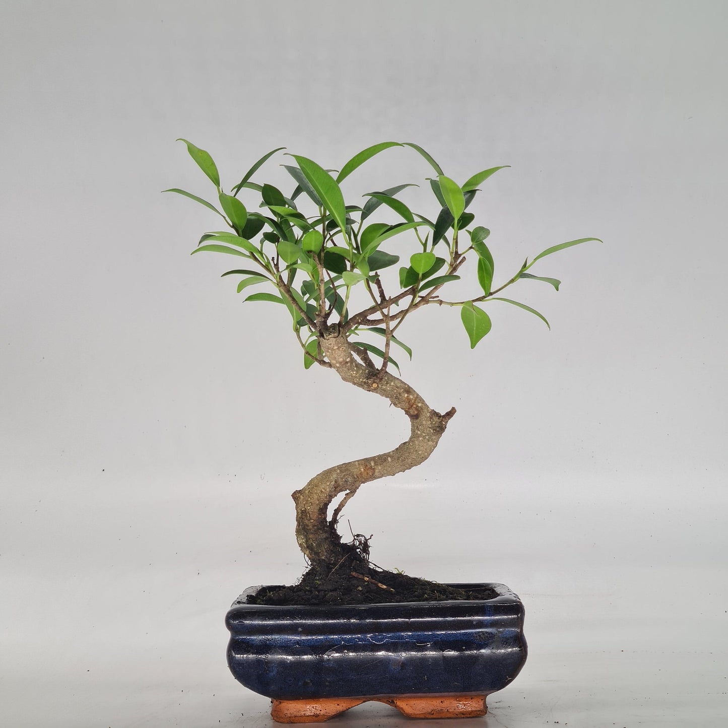 Ficus Microcarpa (Banyan Fig) Indoor Bonsai Tree | Shaped | In 15cm Pot