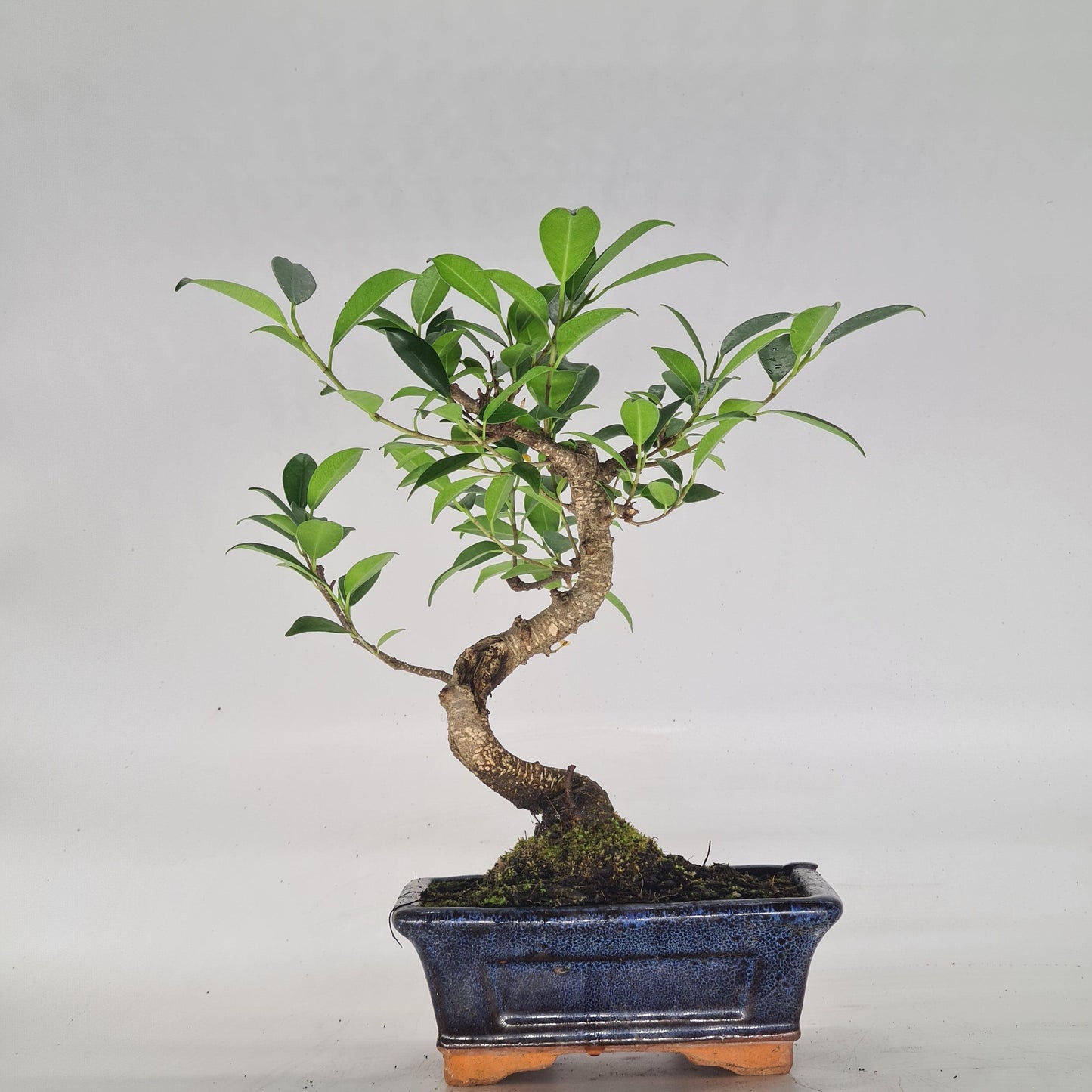 Ficus Microcarpa (Banyan Fig) Indoor Bonsai Tree | Shaped | In 15cm Pot