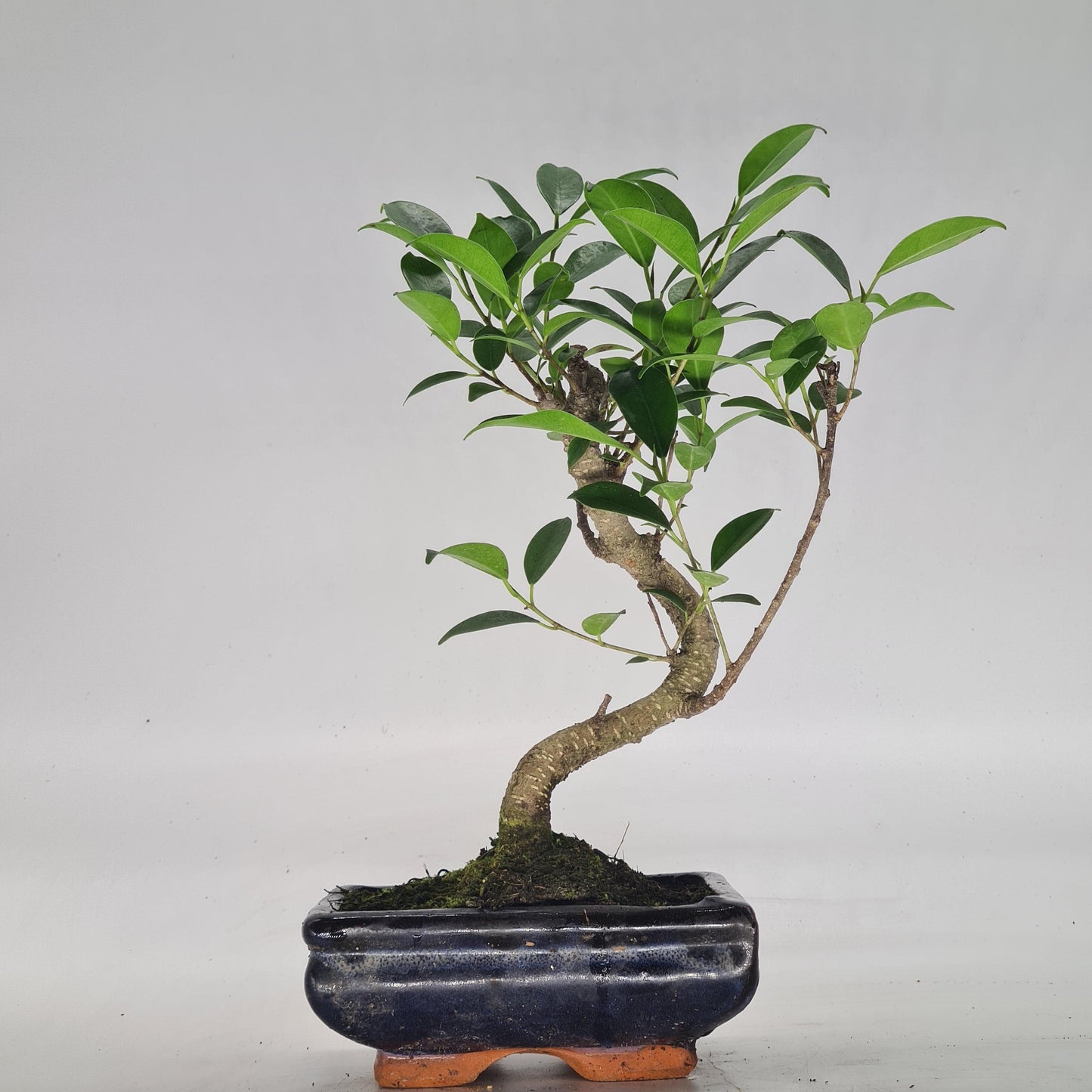 Ficus Microcarpa (Banyan Fig) Indoor Bonsai Tree | Shaped | In 15cm Pot