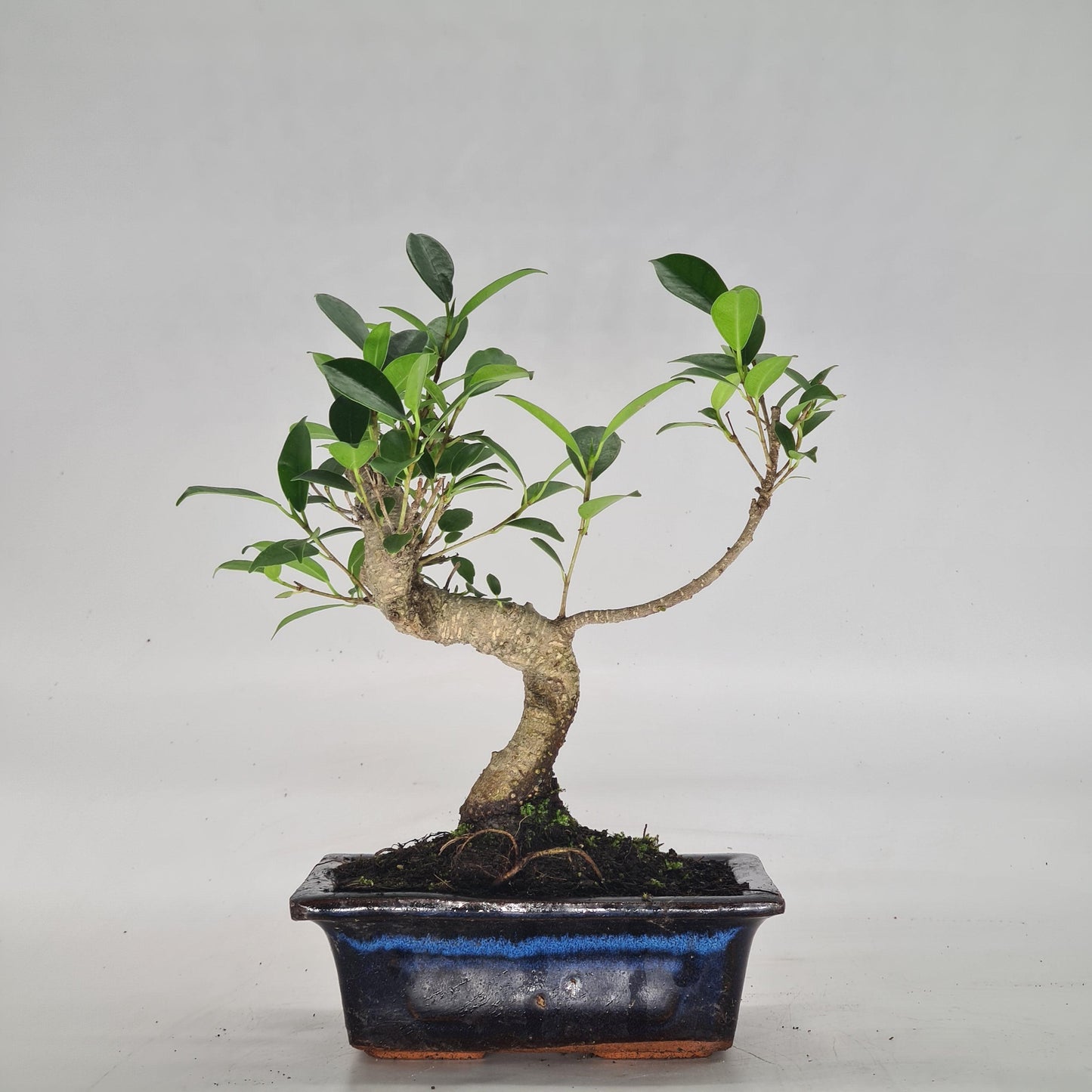 Ficus Microcarpa (Banyan Fig) Indoor Bonsai Tree | Shaped | In 15cm Pot