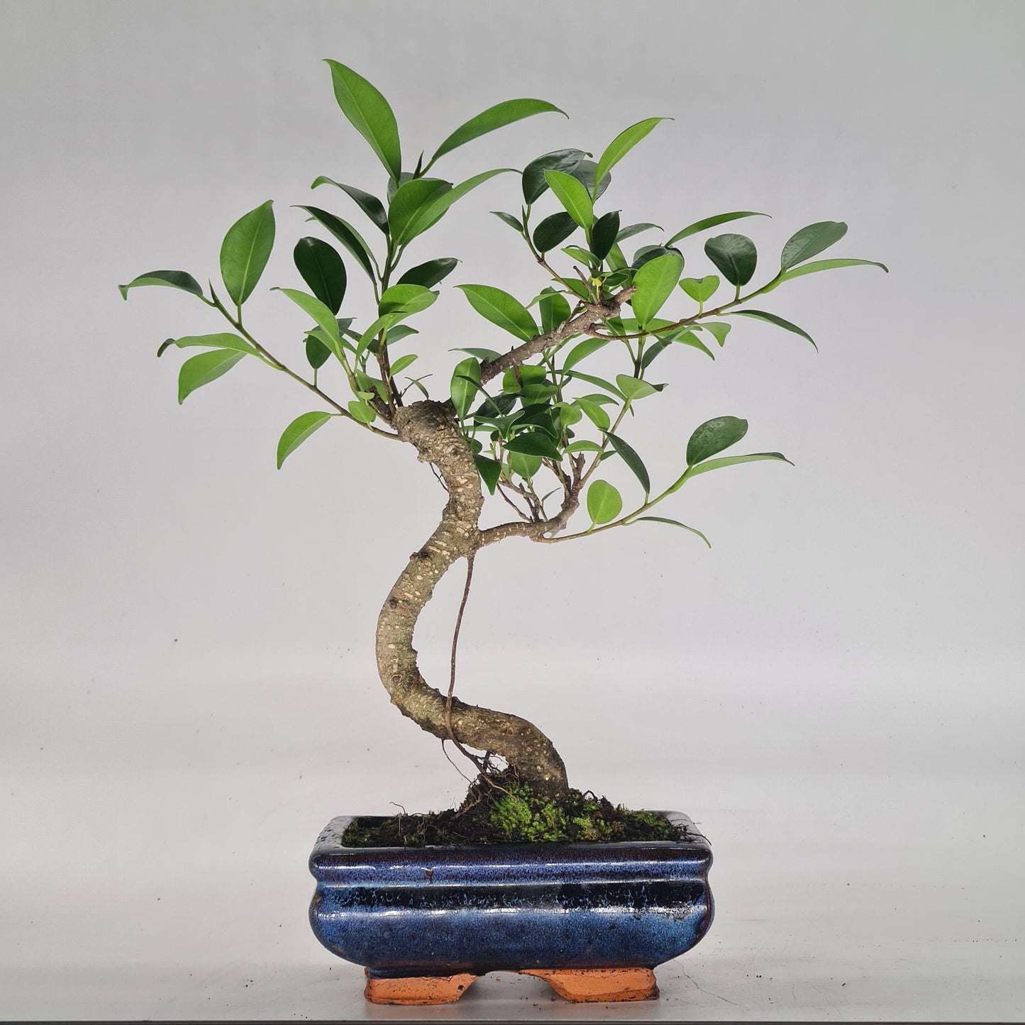Ficus Microcarpa (Banyan Fig) Indoor Bonsai Tree | Shaped | In 15cm Pot