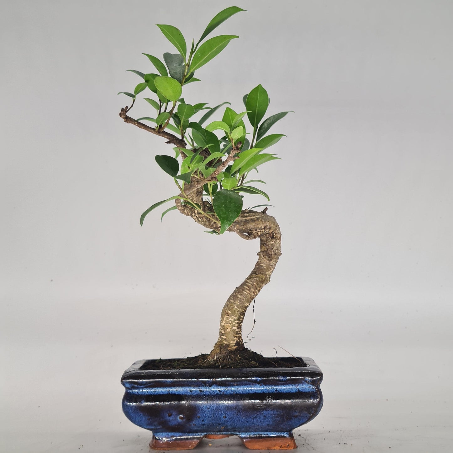 Ficus Microcarpa (Banyan Fig) Indoor Bonsai Tree | Shaped | In 15cm Pot