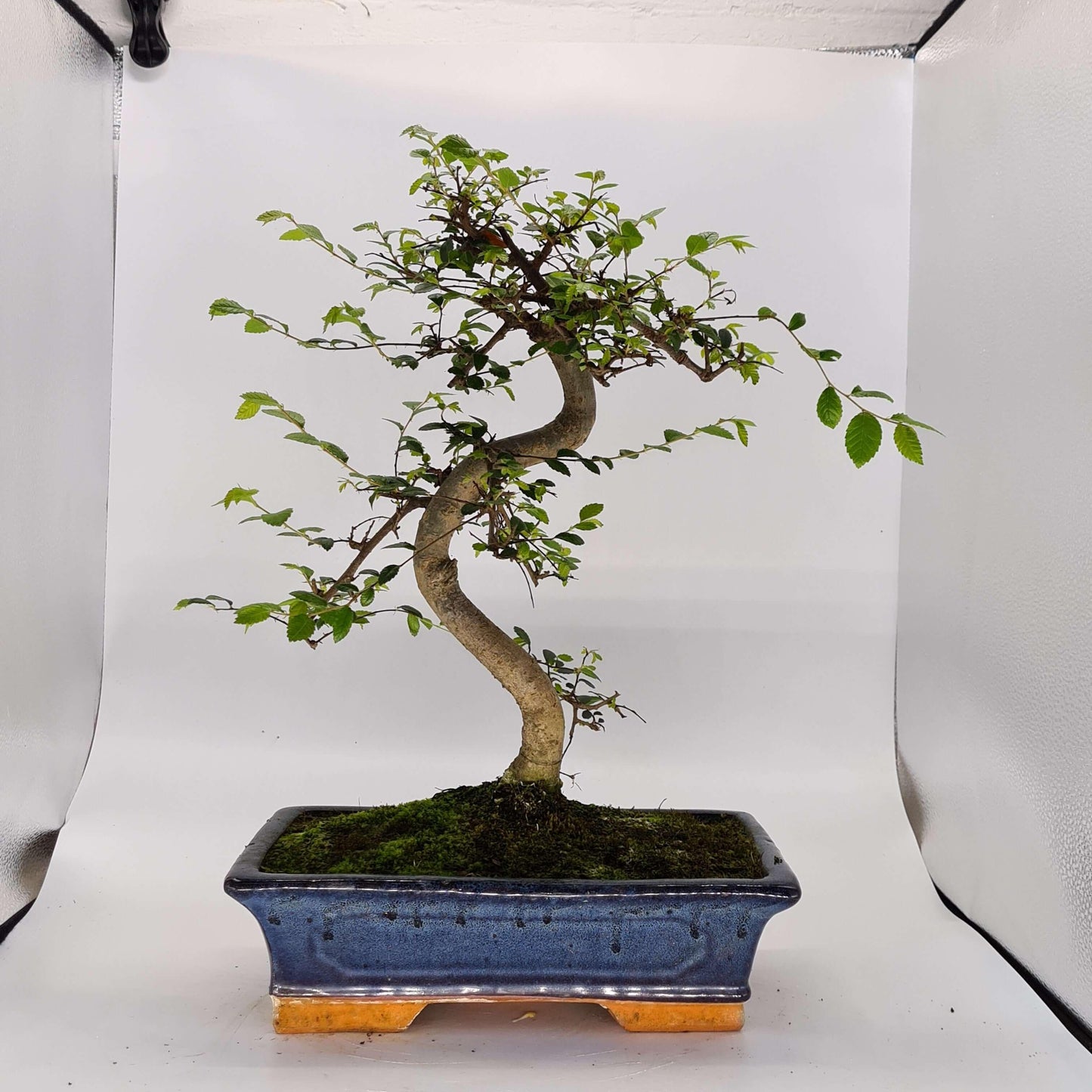Chinese Elm (Ulmus Parvifolia) Bonsai Tree | Shaped | In 30cm Pot