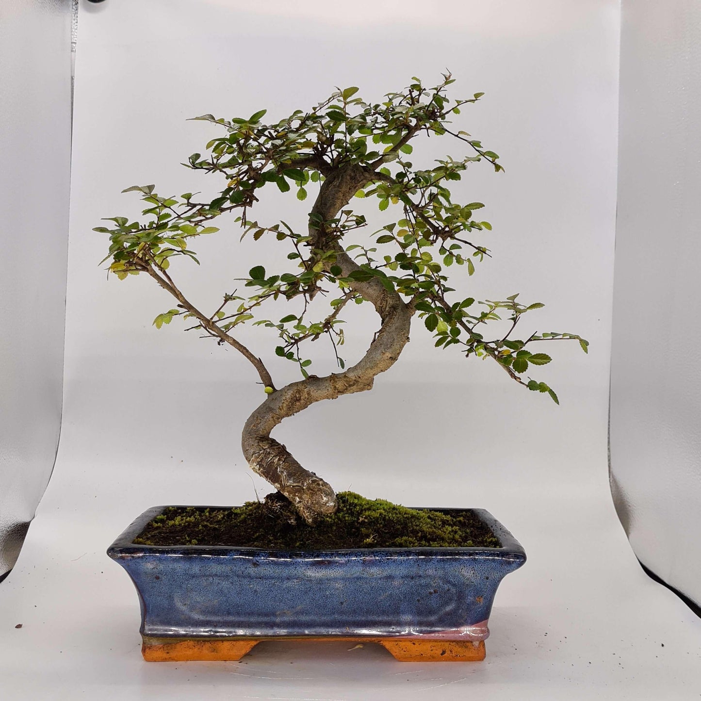 Chinese Elm (Ulmus Parvifolia) Bonsai Tree | Shaped | In 30cm Pot