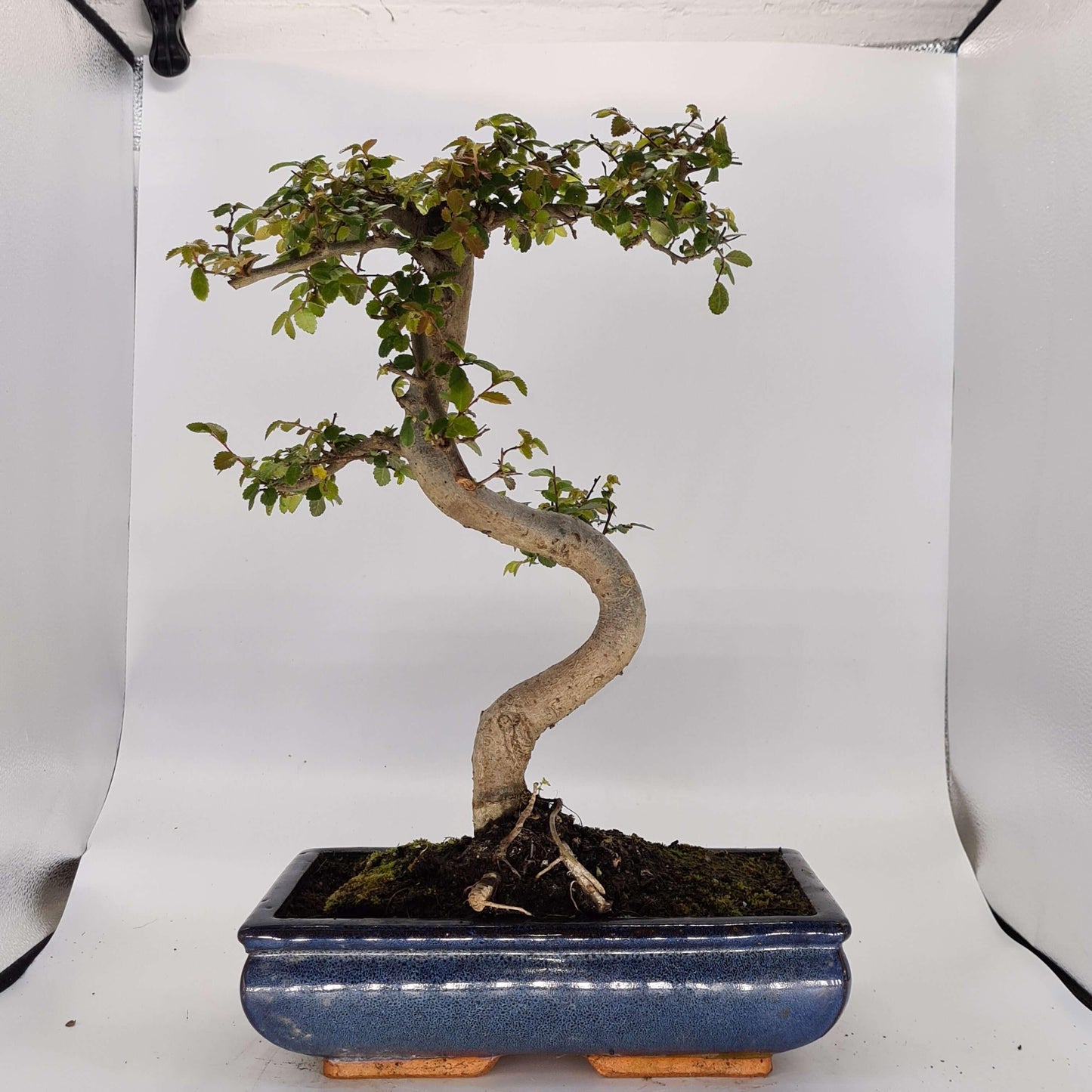 Chinese Elm (Ulmus Parvifolia) Bonsai Tree | Shaped | In 30cm Pot