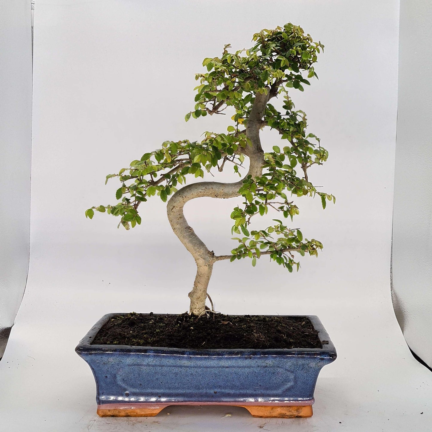 Chinese Elm (Ulmus Parvifolia) Bonsai Tree | Shaped | In 30cm Pot