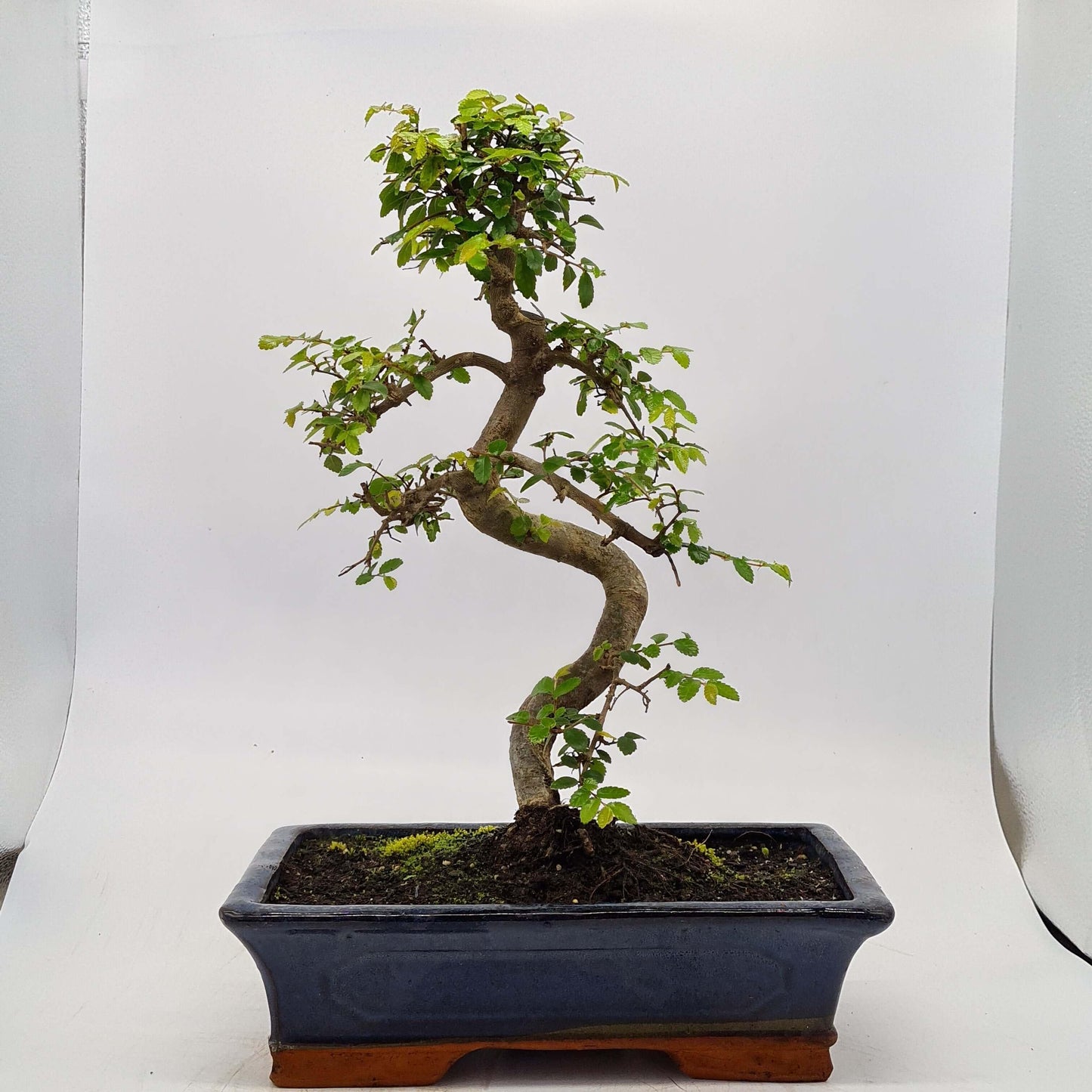Chinese Elm (Ulmus Parvifolia) Bonsai Tree | Shaped | In 30cm Pot