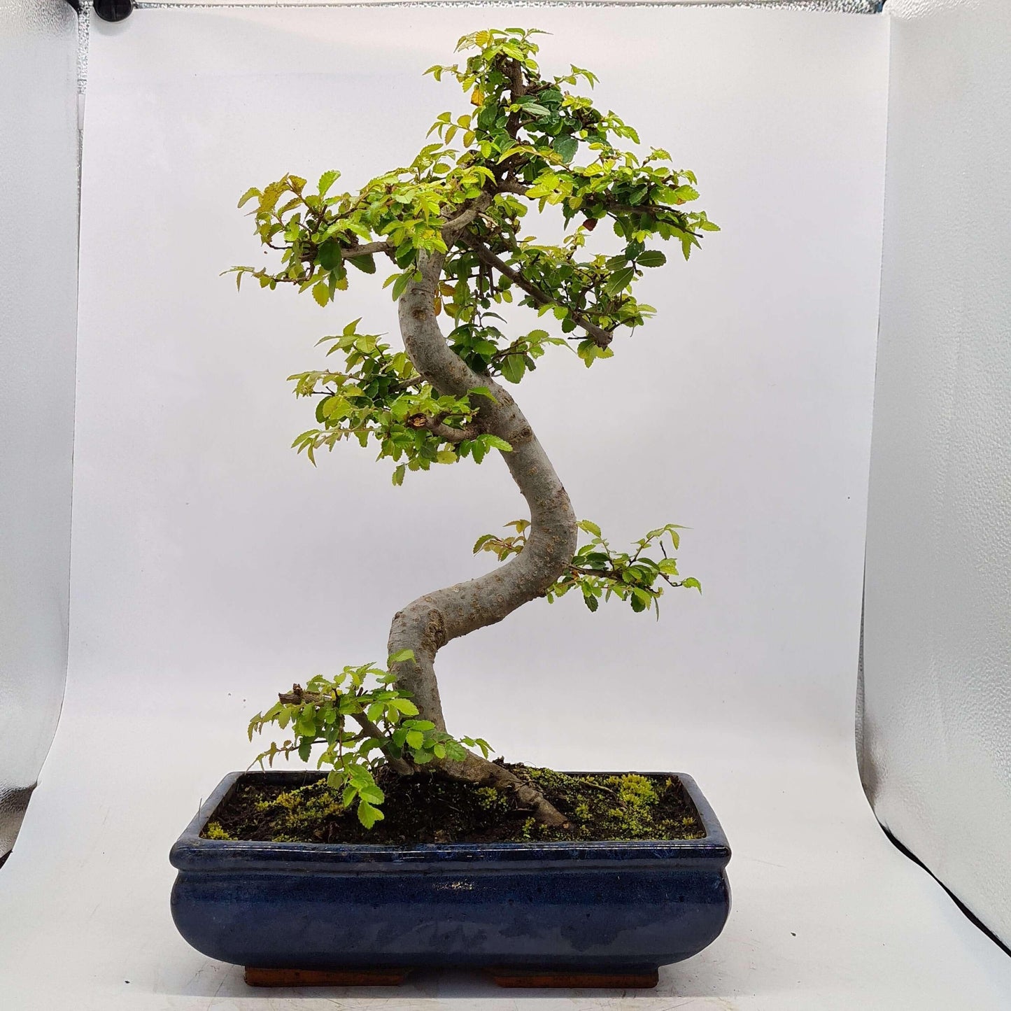 Chinese Elm (Ulmus Parvifolia) Bonsai Tree | Shaped | In 30cm Pot