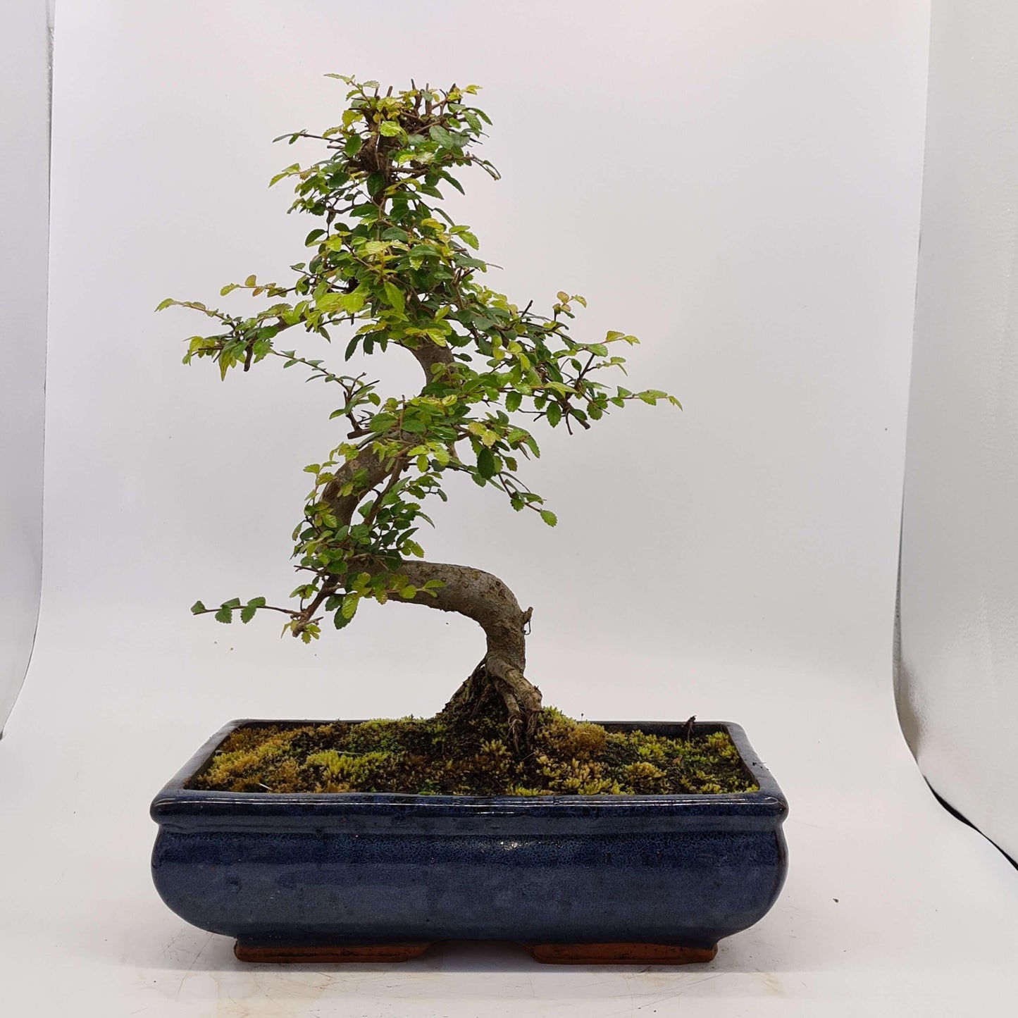 Chinese Elm (Ulmus Parvifolia) Bonsai Tree | Shaped | In 30cm Pot