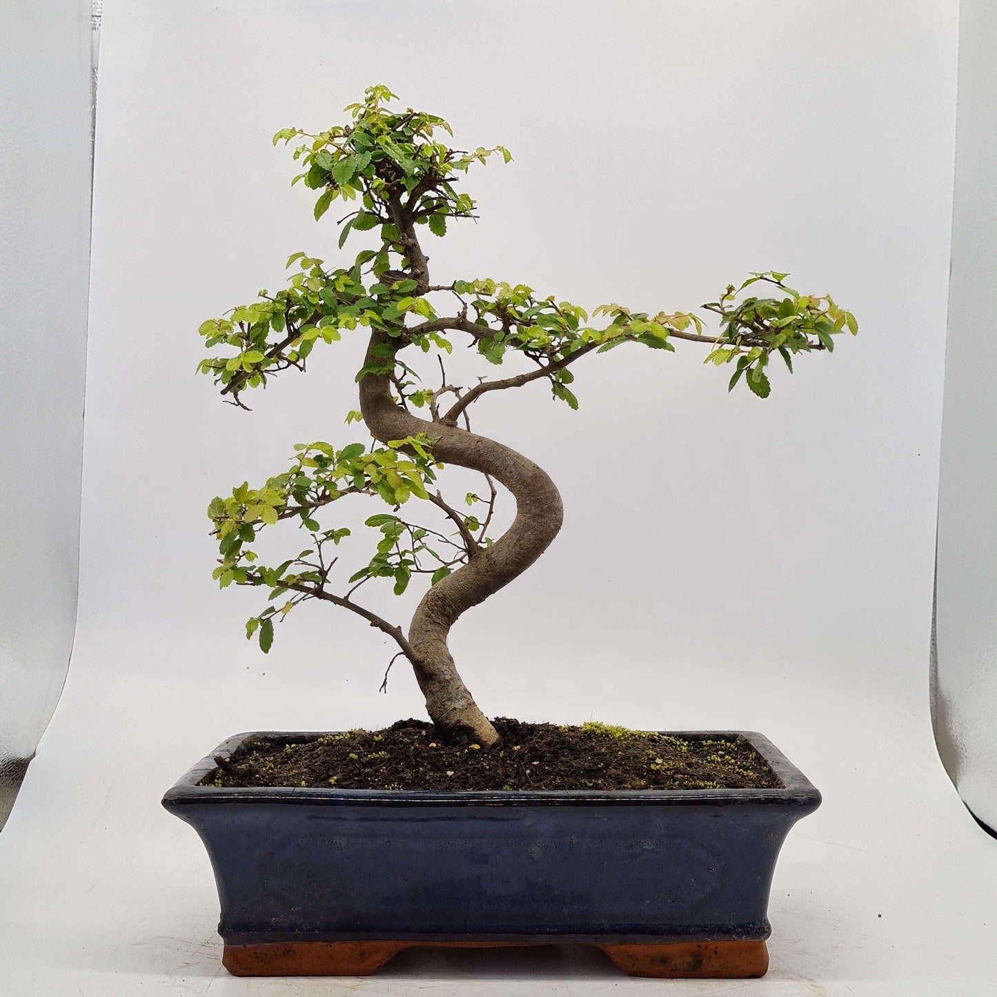Chinese Elm (Ulmus Parvifolia) Bonsai Tree | Shaped | In 30cm Pot