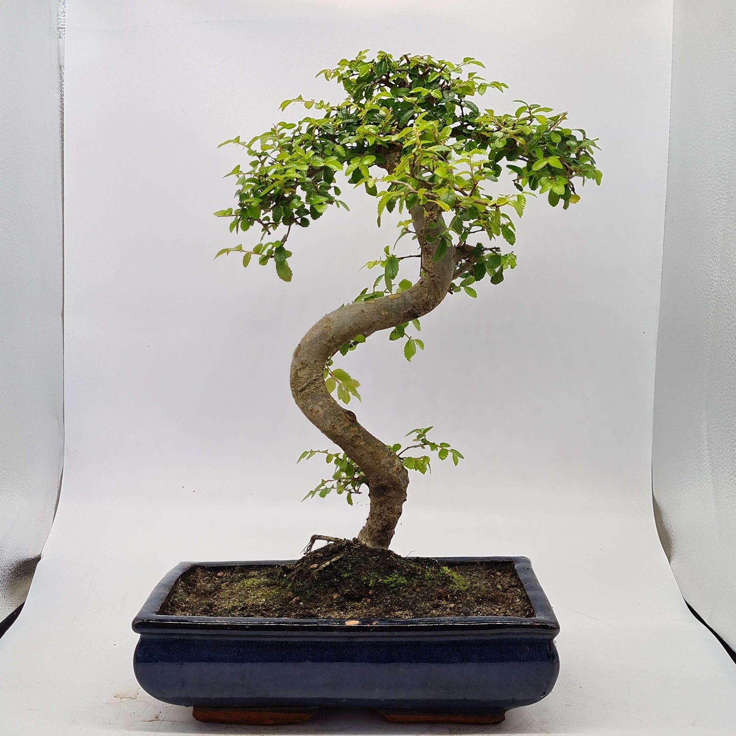 Chinese Elm (Ulmus Parvifolia) Bonsai Tree | Shaped | In 30cm Pot