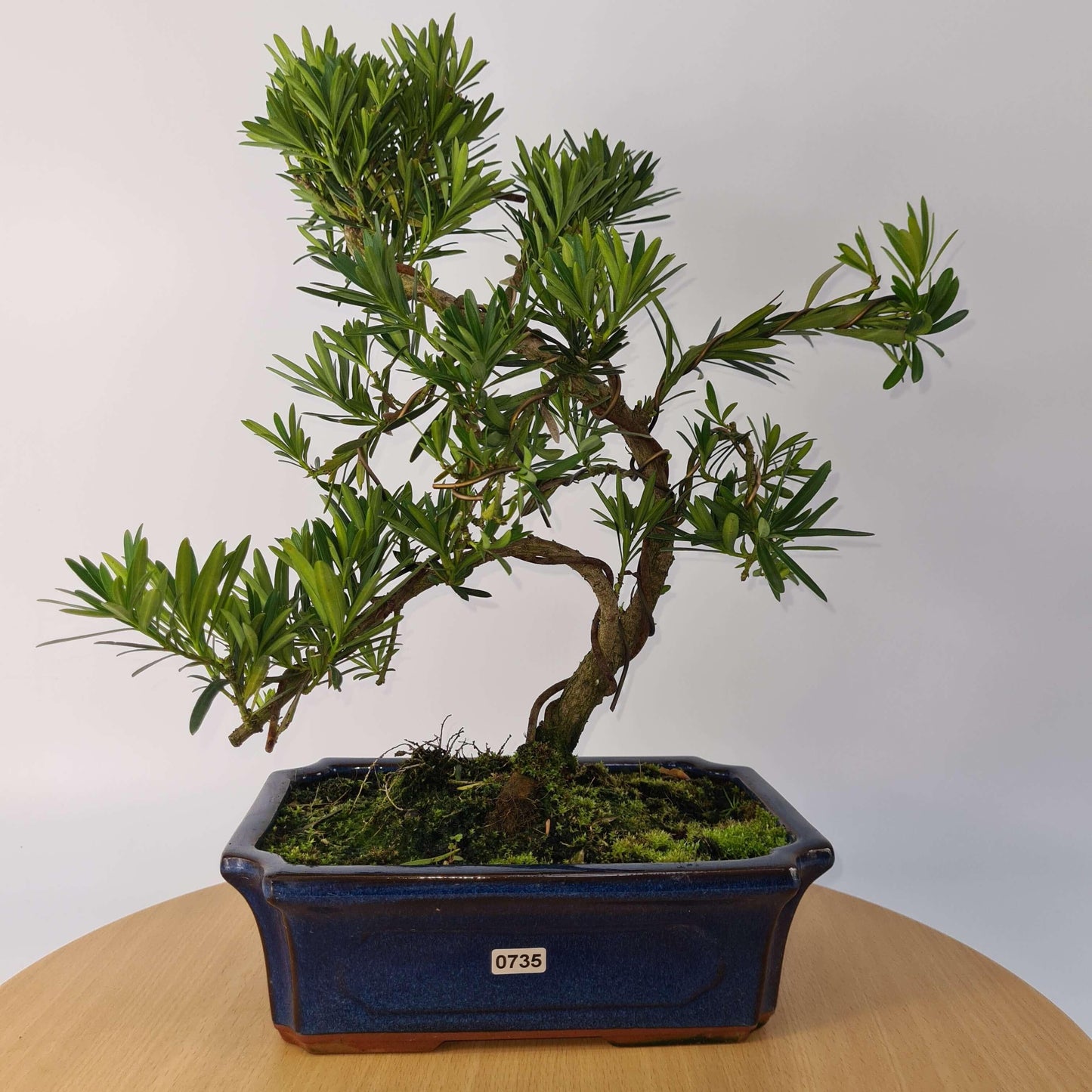 Buddhist Pine (Podocarpus Micro) Bonsai Tree | Shaped | In 30cm Pot
