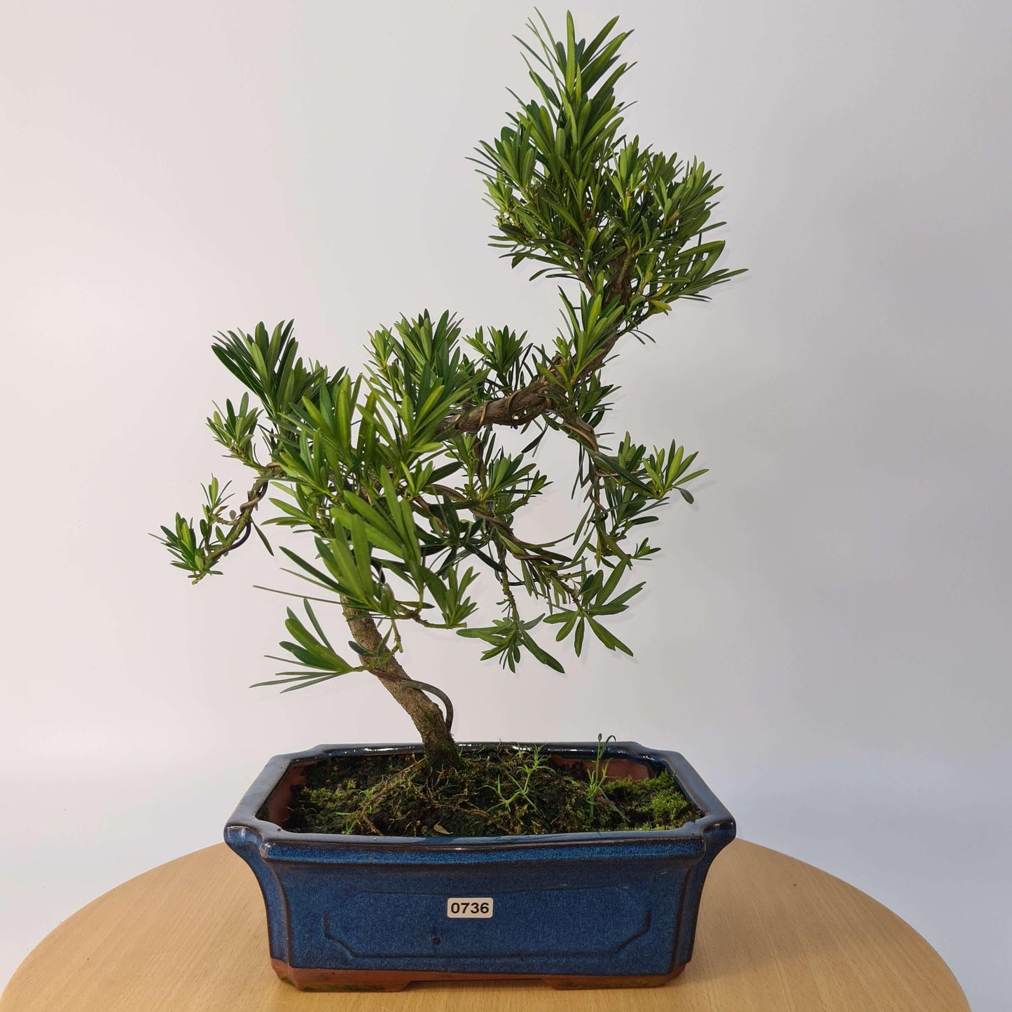 Buddhist Pine (Podocarpus Micro) Bonsai Tree | Shaped | In 30cm Pot