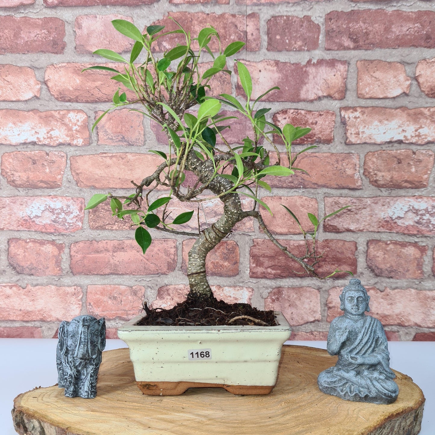 Ficus Microcarpa (Banyan Fig) Indoor Bonsai Tree | Shaped | In 15cm Pot