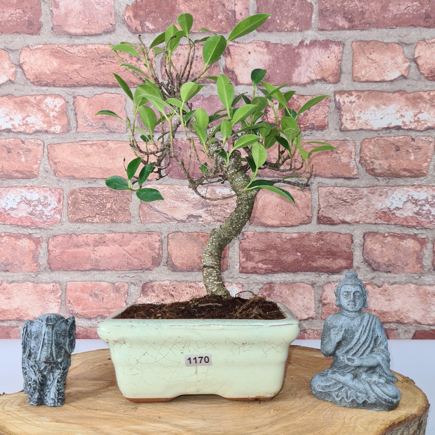 Ficus Microcarpa (Banyan Fig) Indoor Bonsai Tree | Shaped | In 15cm Pot