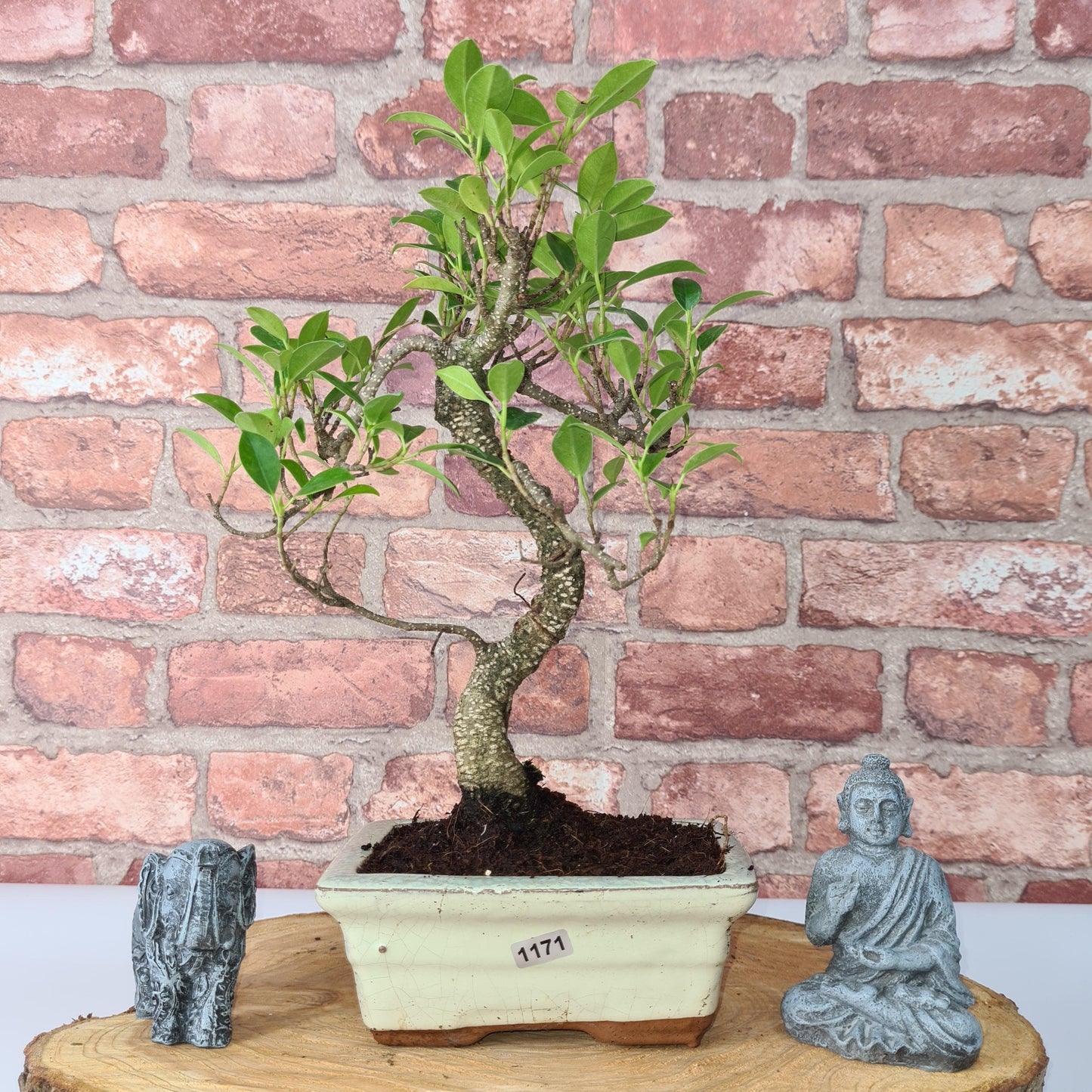 Ficus Microcarpa (Banyan Fig) Indoor Bonsai Tree | Shaped | In 15cm Pot