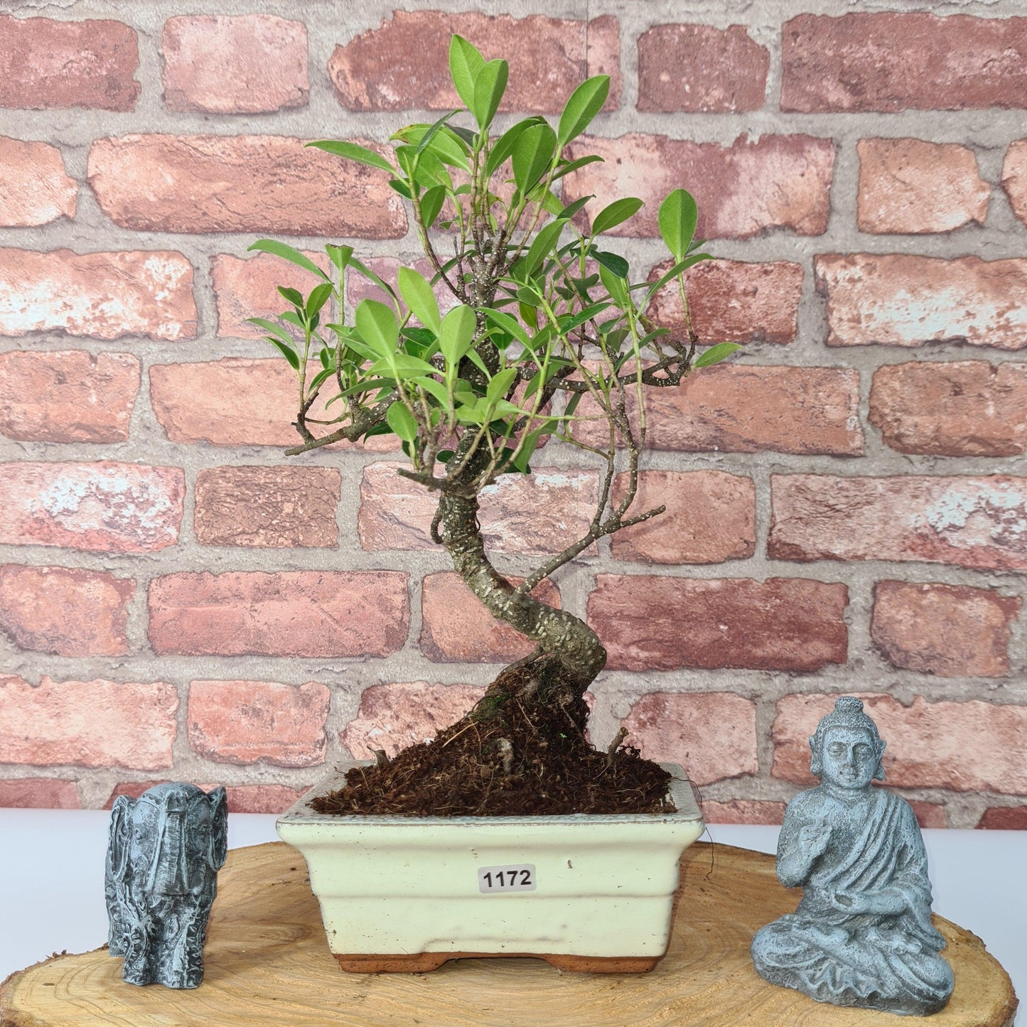 Ficus Microcarpa (Banyan Fig) Indoor Bonsai Tree | Shaped | In 15cm Pot