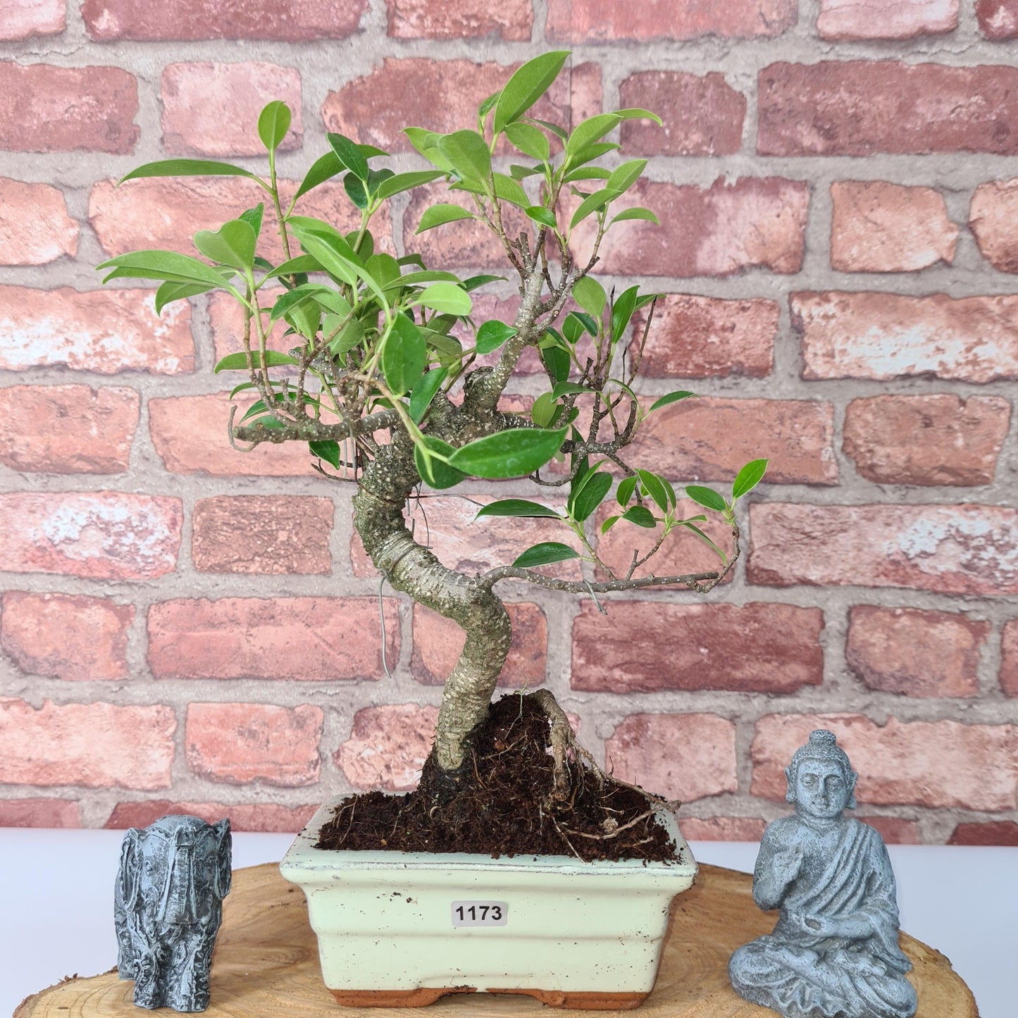 Ficus Microcarpa (Banyan Fig) Indoor Bonsai Tree | Shaped | In 15cm Pot