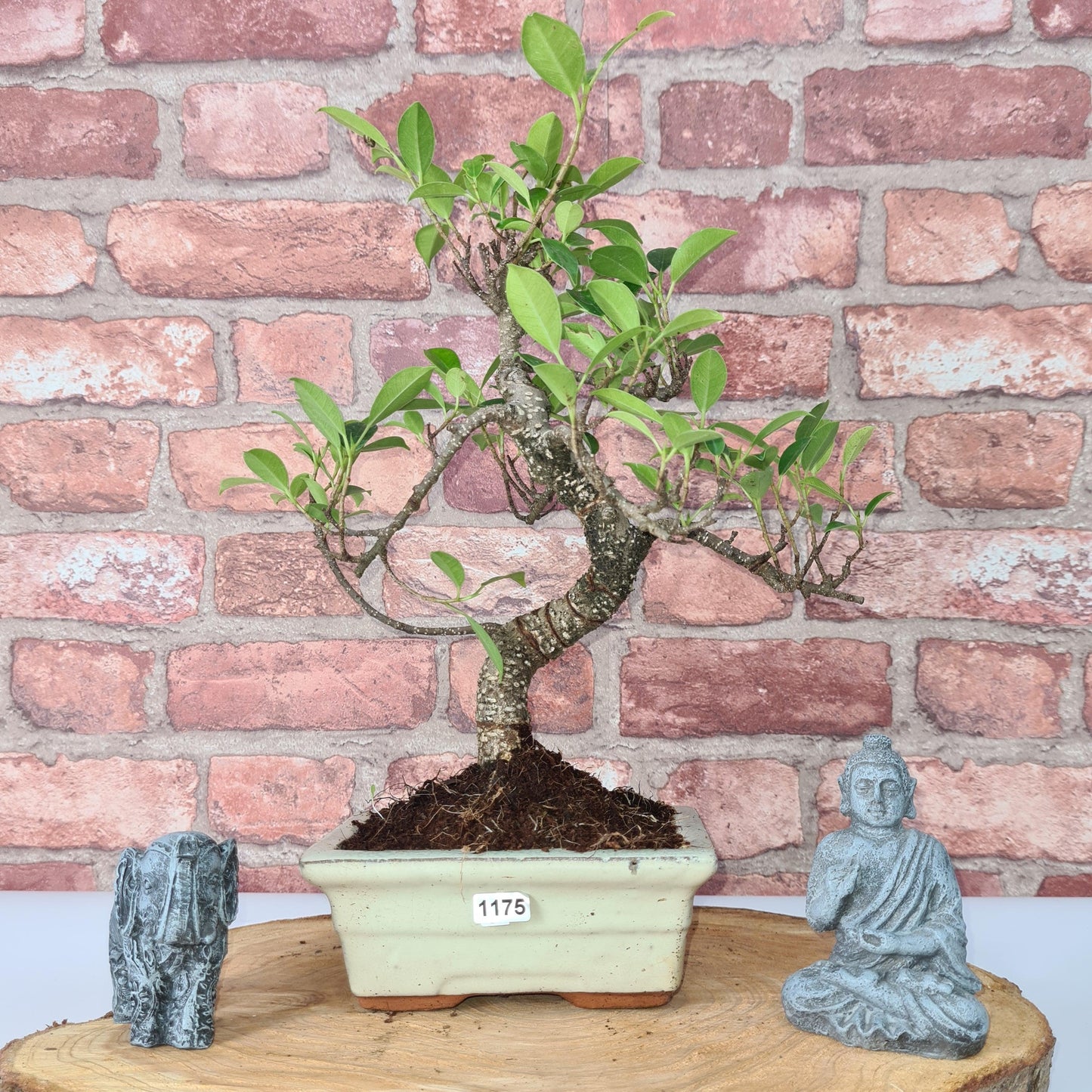 Ficus Microcarpa (Banyan Fig) Indoor Bonsai Tree | Shaped | In 15cm Pot