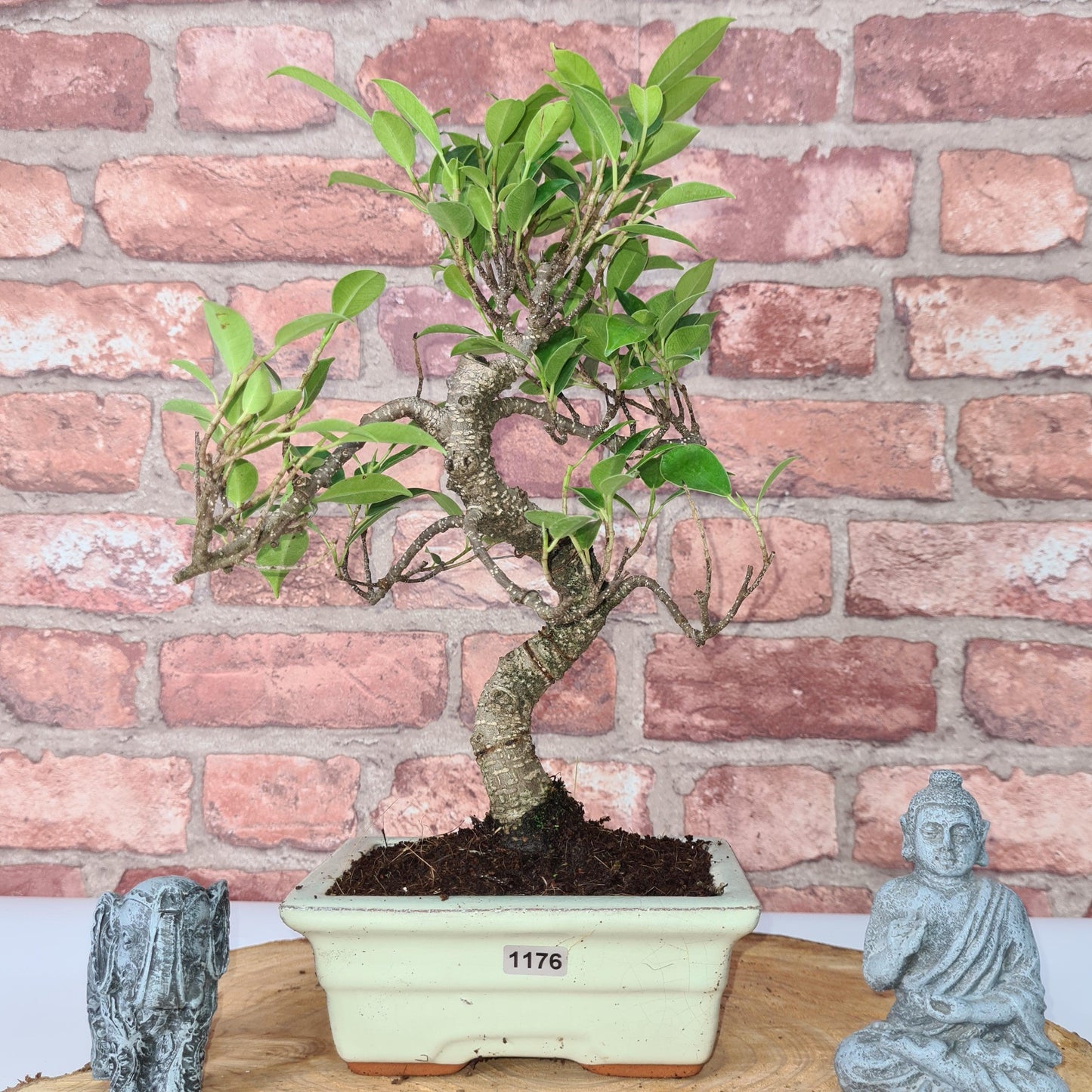 Ficus Microcarpa (Banyan Fig) Indoor Bonsai Tree | Shaped | In 15cm Pot