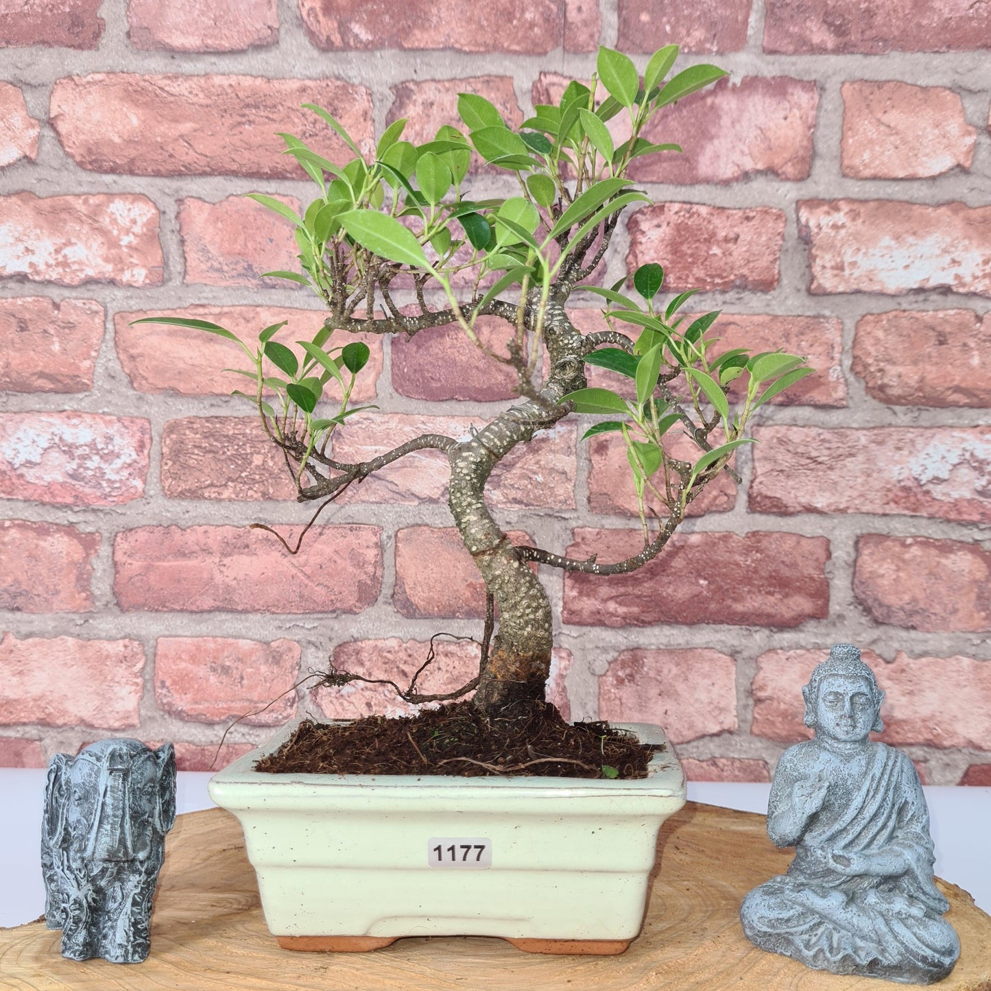 Ficus Microcarpa (Banyan Fig) Indoor Bonsai Tree | Shaped | In 15cm Pot