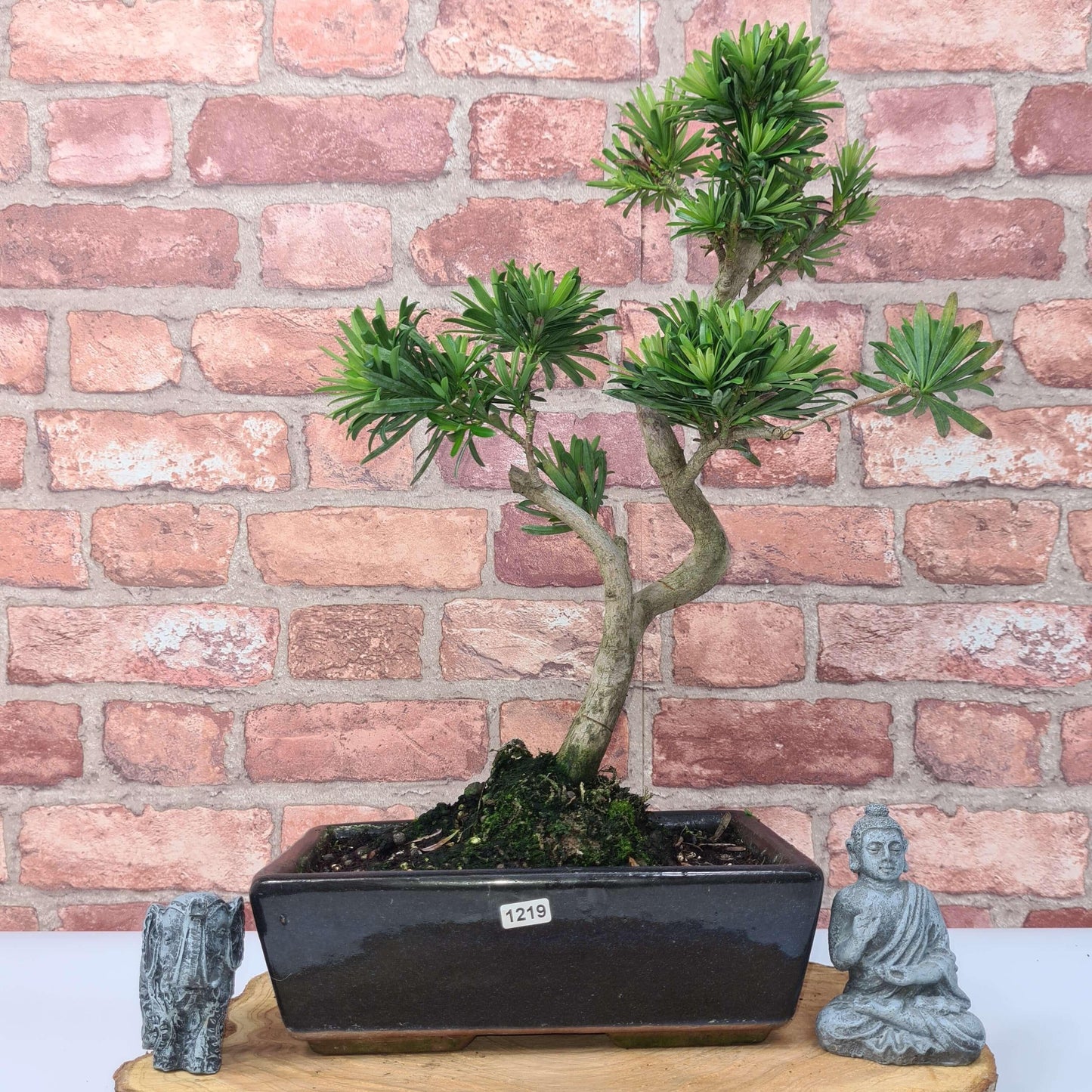 Buddhist Pine (Podocarpus Micro) Bonsai Tree | Shaped | In 25cm Pot