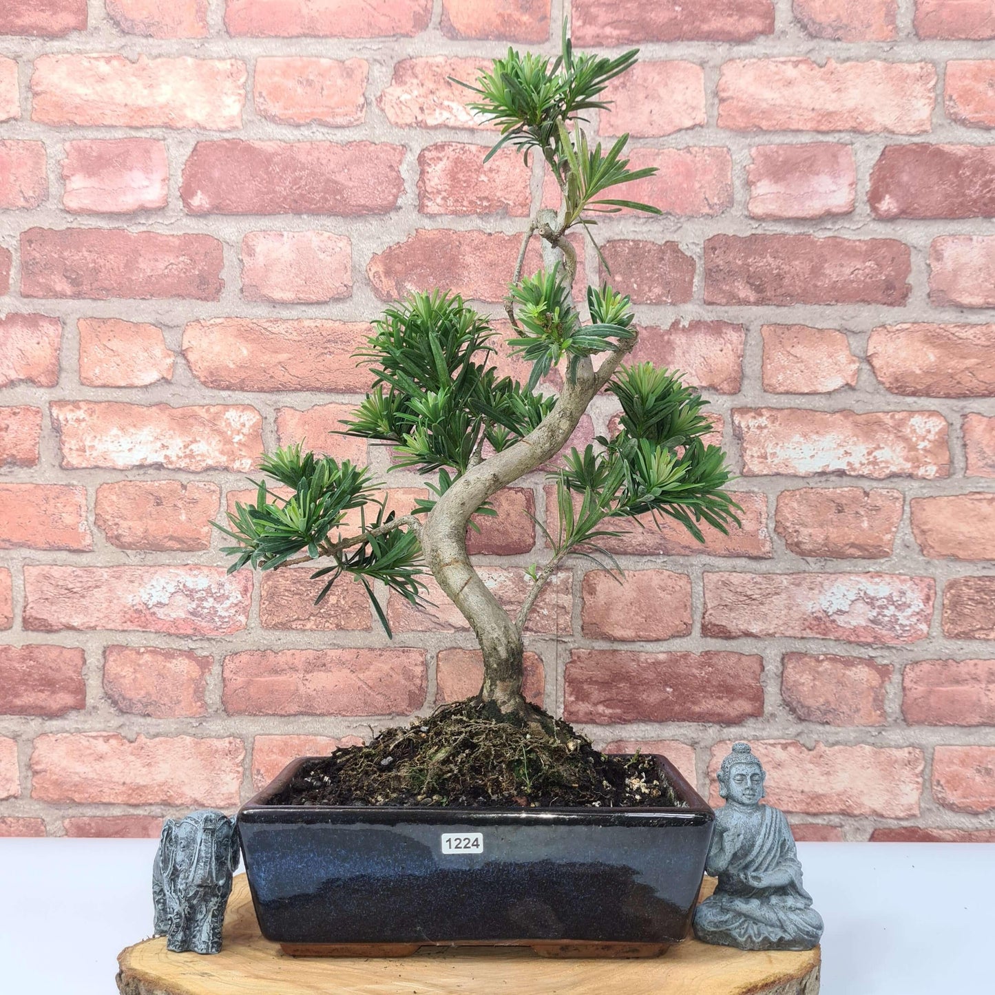 Buddhist Pine (Podocarpus Micro) Bonsai Tree | Shaped | In 25cm Pot
