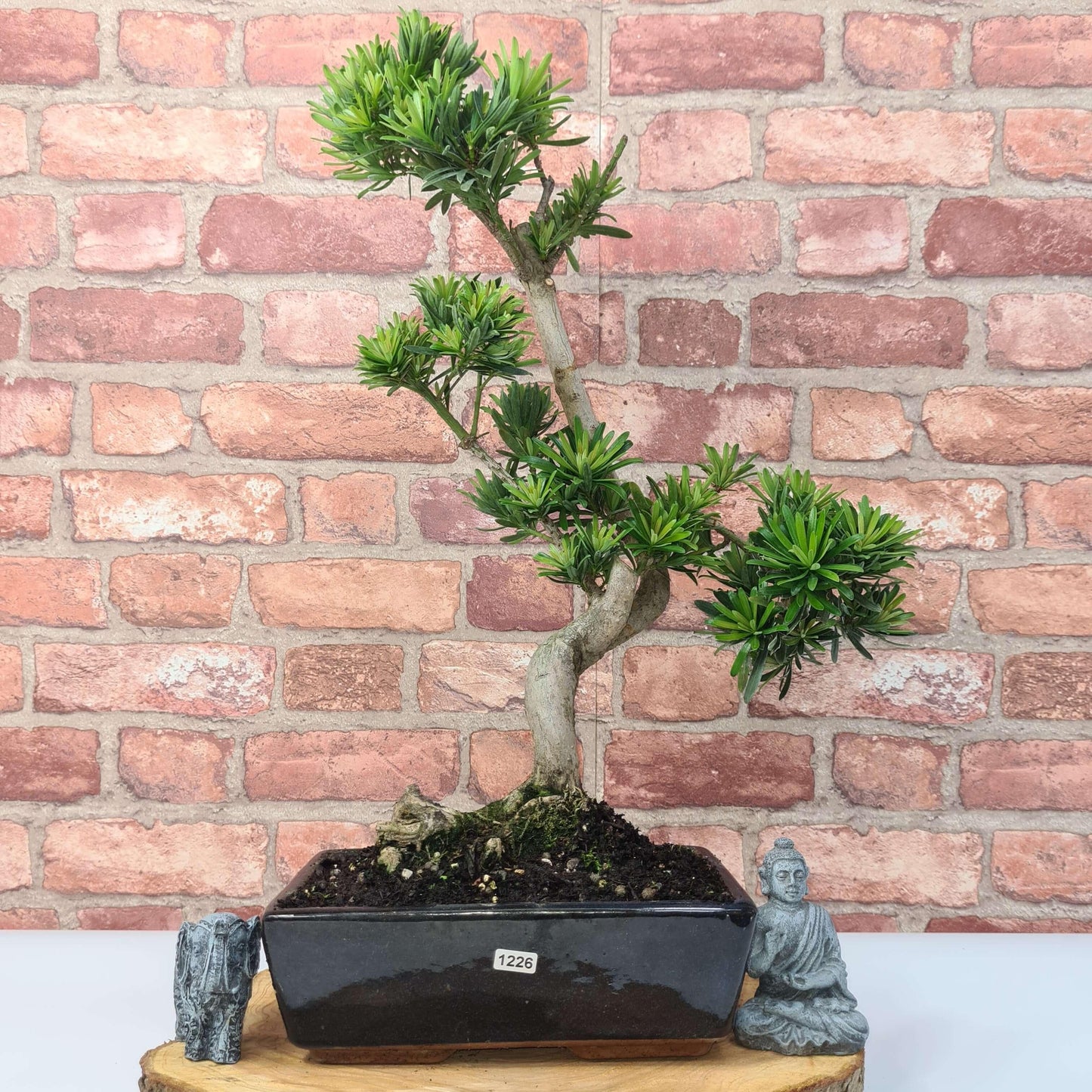 Buddhist Pine (Podocarpus Micro) Bonsai Tree | Shaped | In 30cm Pot