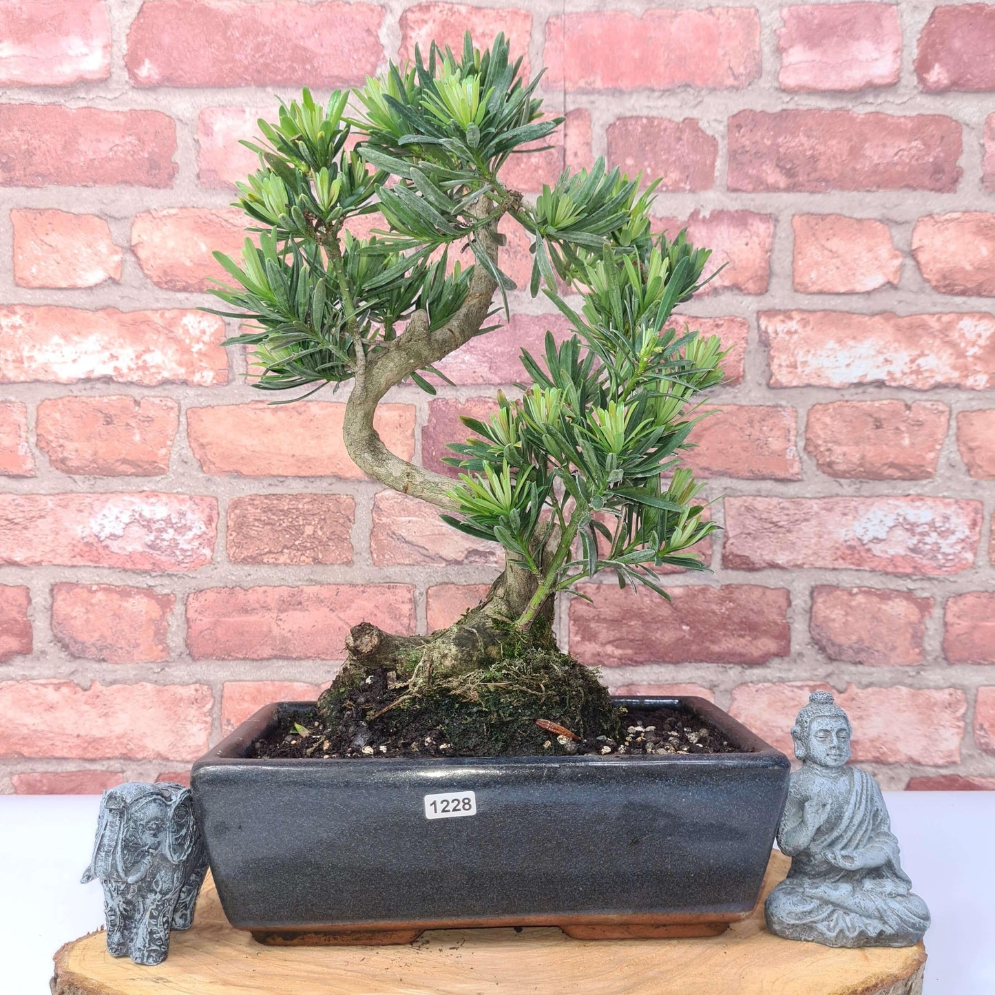 Buddhist Pine (Podocarpus Micro) Bonsai Tree | Shaped | In 30cm Pot