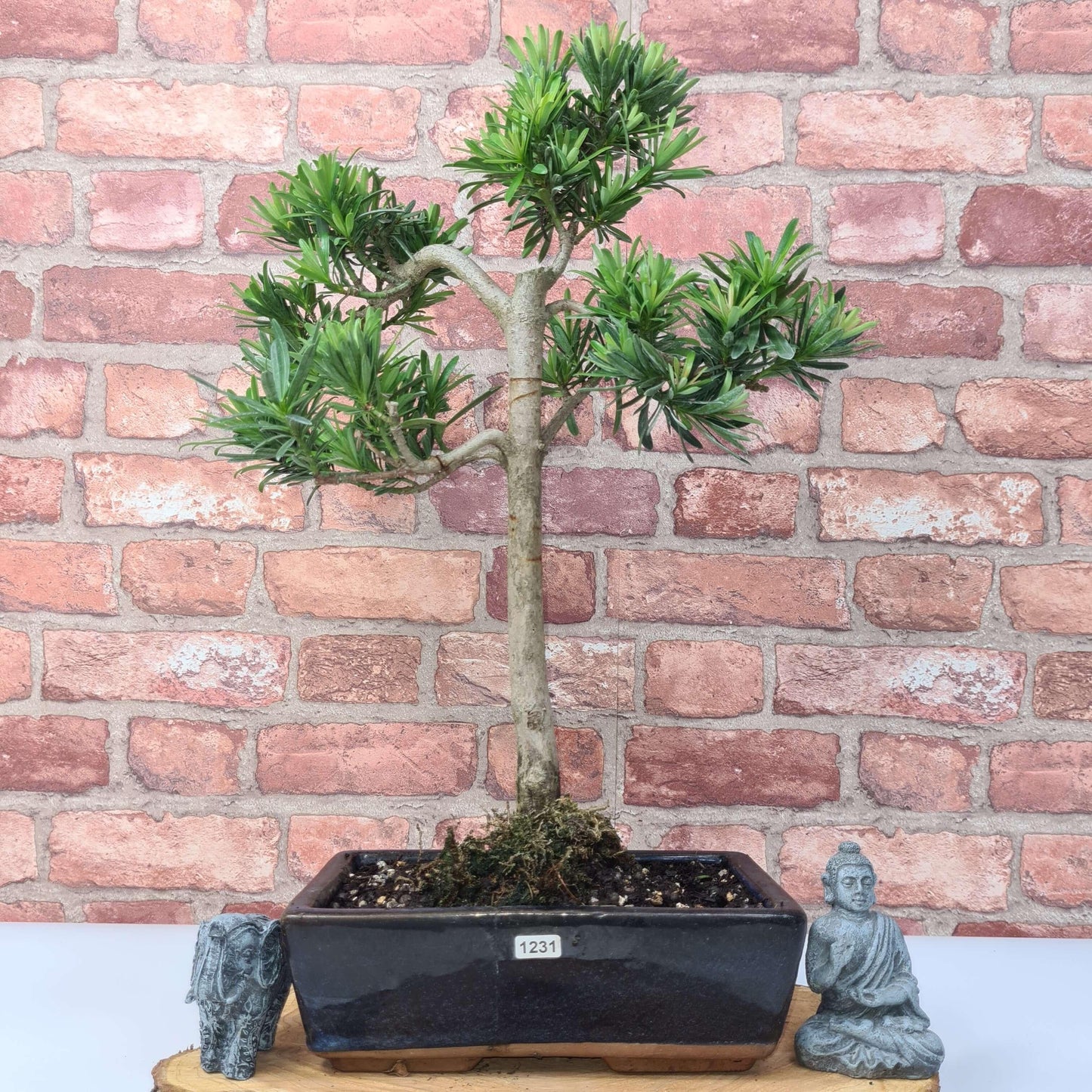 Buddhist Pine (Podocarpus Micro) Bonsai Tree | Shaped | In 25cm Pot