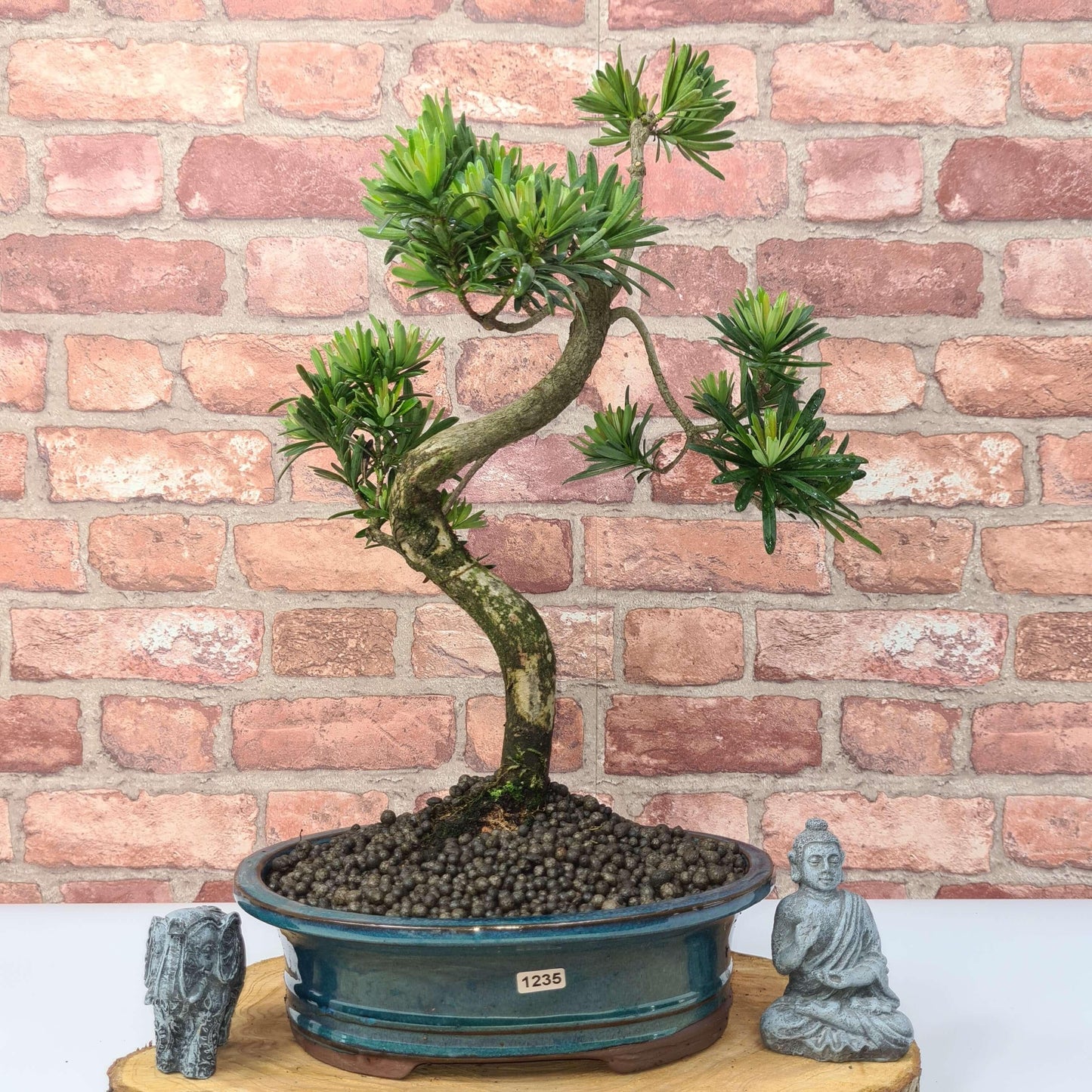 Buddhist Pine (Podocarpus Micro) Bonsai Tree | Shaped | In 30cm Pot