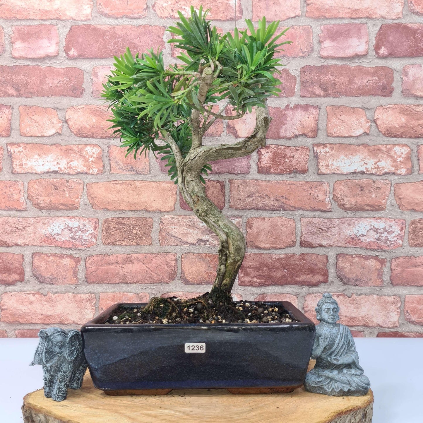 Buddhist Pine (Podocarpus Micro) Bonsai Tree | Shaped | In 30cm Pot