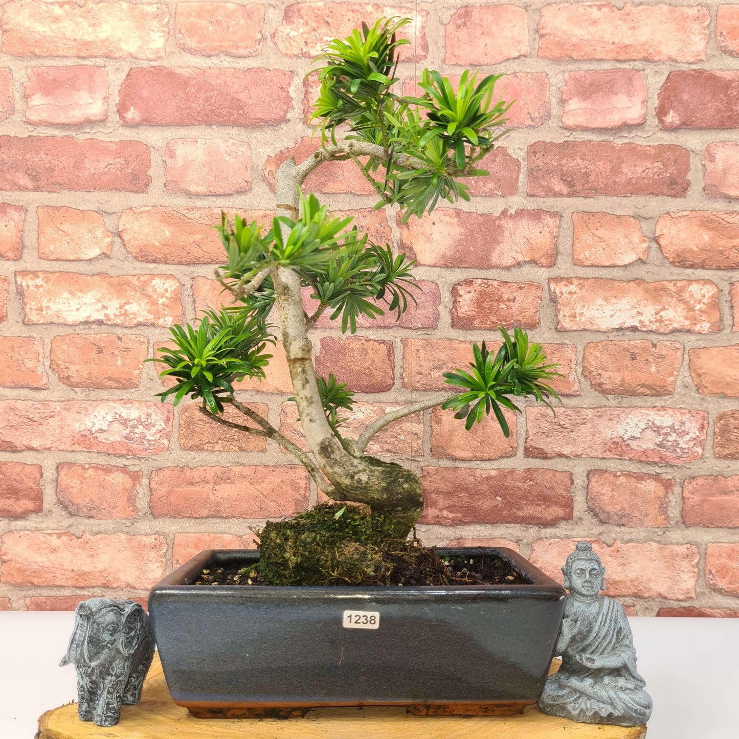 Buddhist Pine (Podocarpus Micro) Bonsai Tree | Shaped | In 30cm Pot