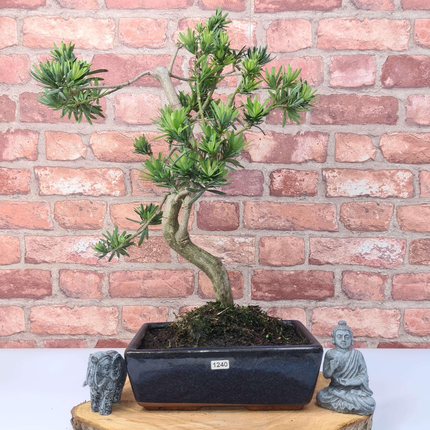 Buddhist Pine (Podocarpus Micro) Bonsai Tree | Shaped | In 30cm Pot