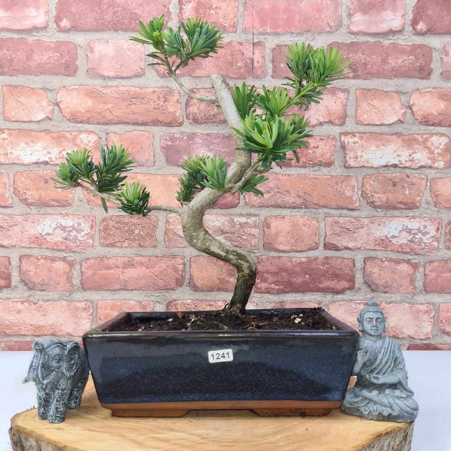 Buddhist Pine (Podocarpus Micro) Bonsai Tree | Shaped | In 30cm Pot