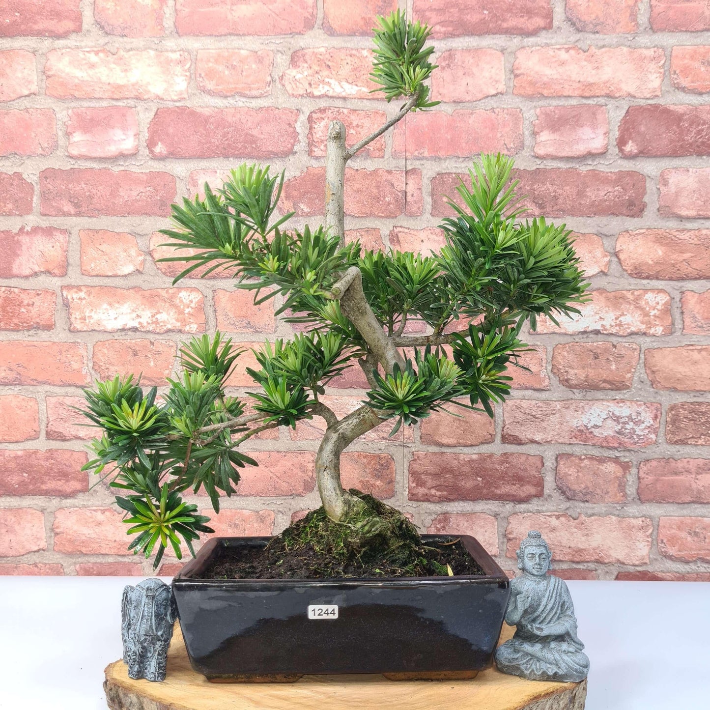 Buddhist Pine (Podocarpus Micro) Bonsai Tree | Shaped | In 30cm Pot
