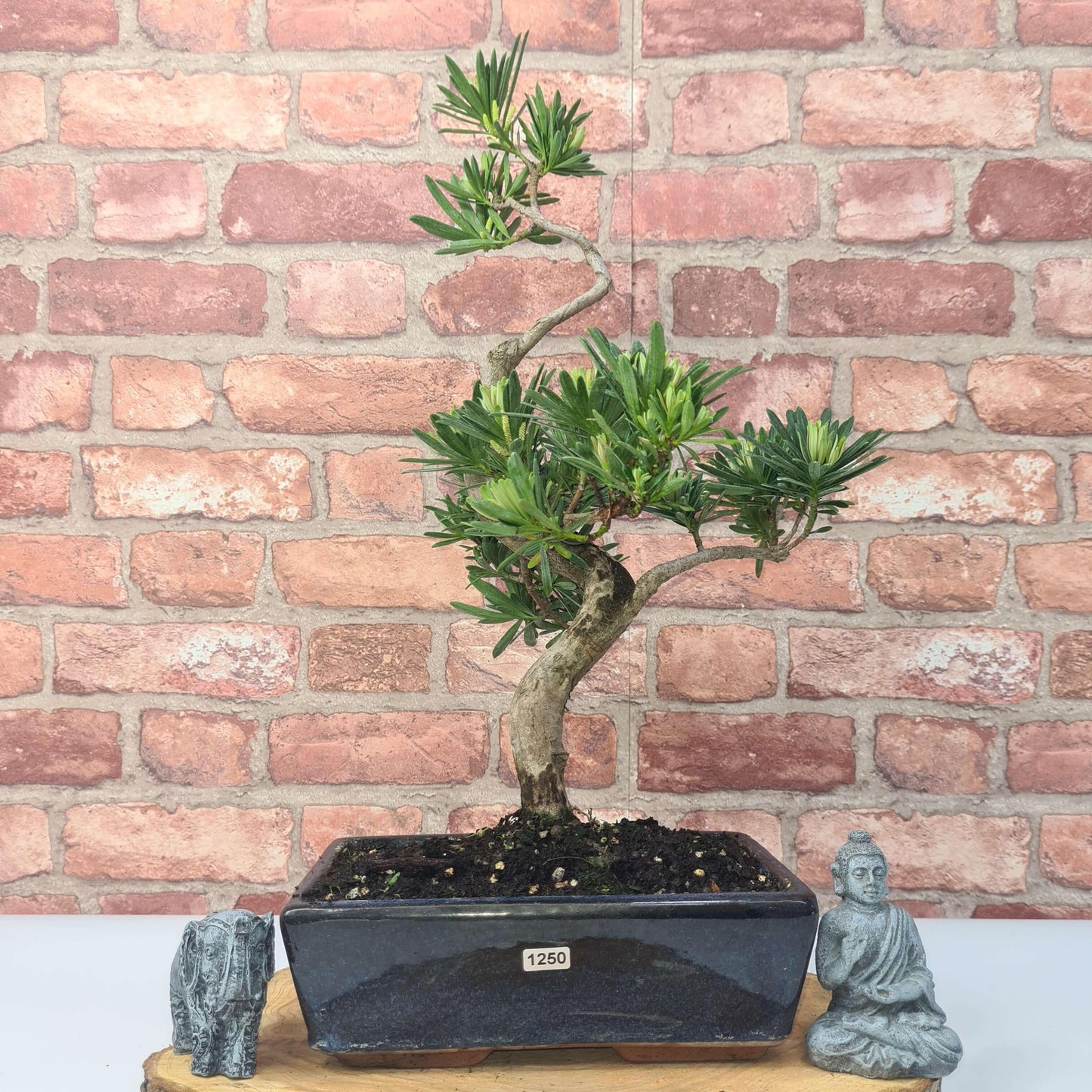 Buddhist Pine (Podocarpus Micro) Bonsai Tree | Shaped | In 30cm Pot