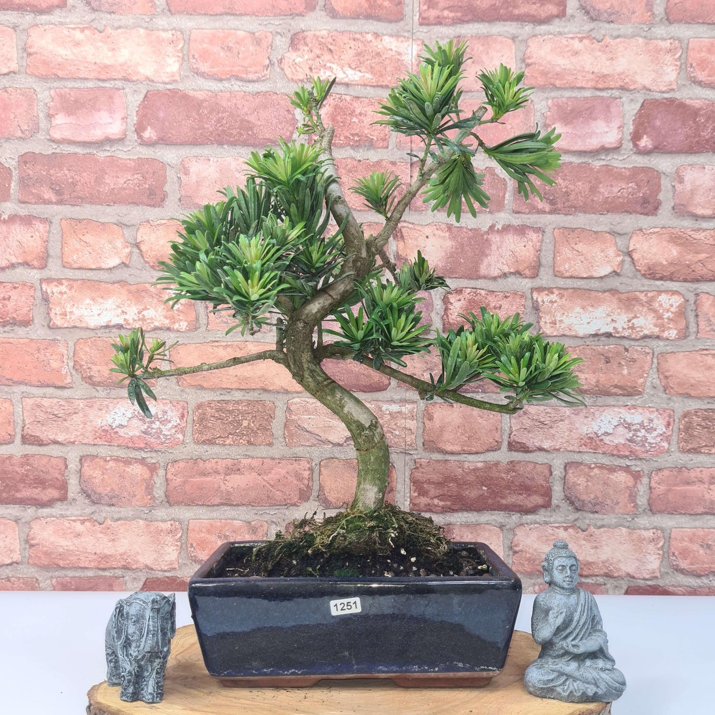 Buddhist Pine (Podocarpus Micro) Bonsai Tree | Shaped | In 25cm Pot